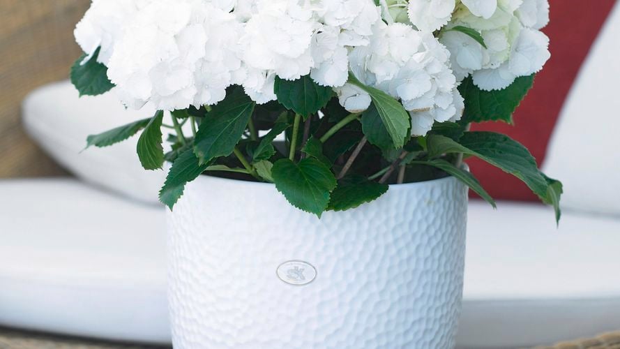 SK White Boston Ceramic Pot 0193153