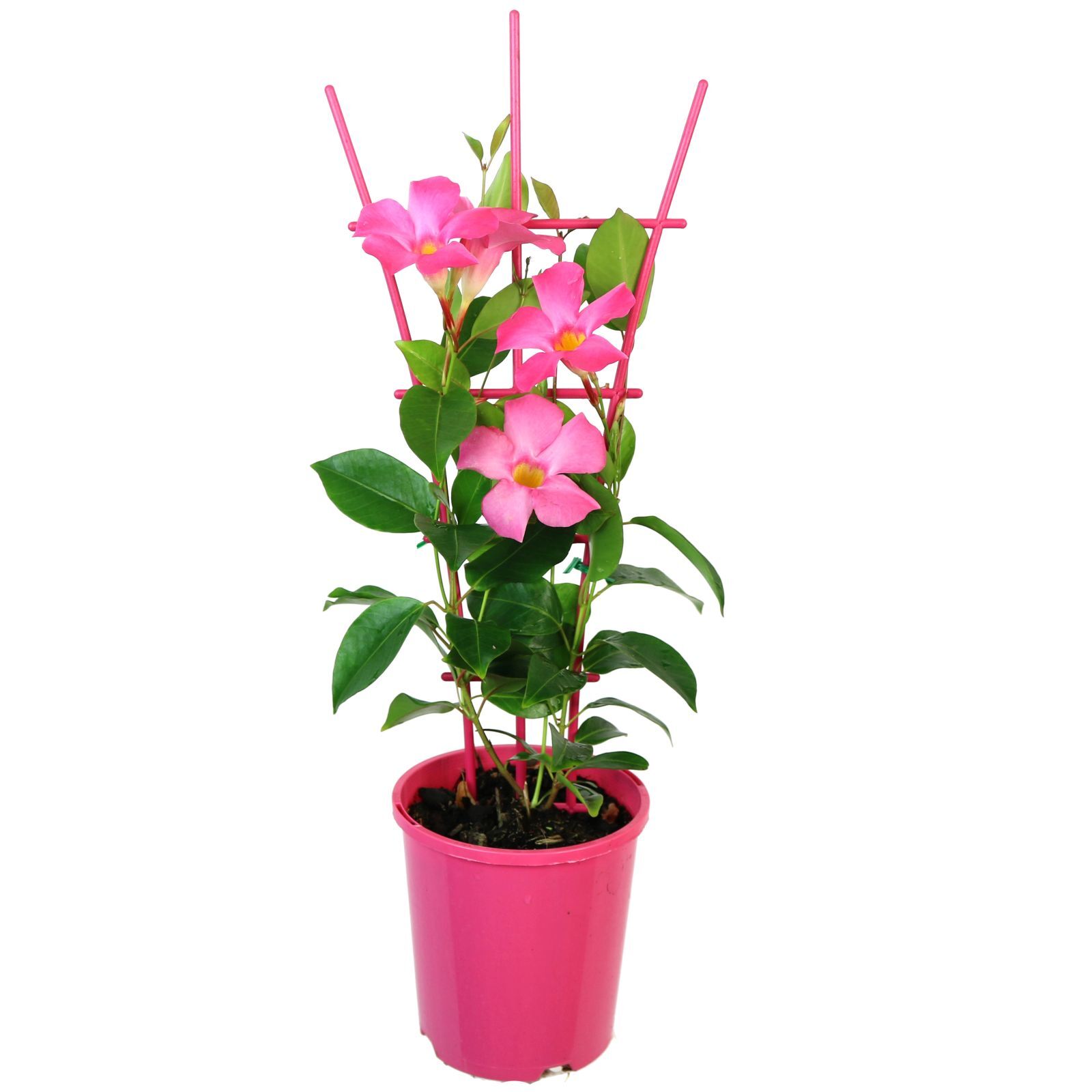 140mm Mandevilla Sun Parasol Pretty Rose Pink - Bunnings Australia