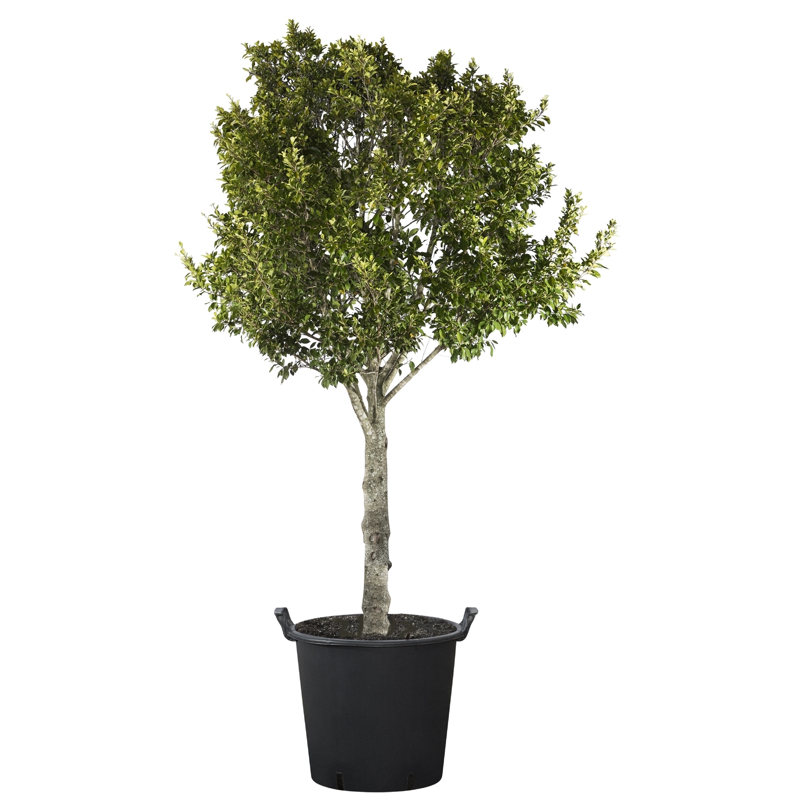 200mm Ficus Flash Ficus microcarpa Hillii Flash Bunnings Australia