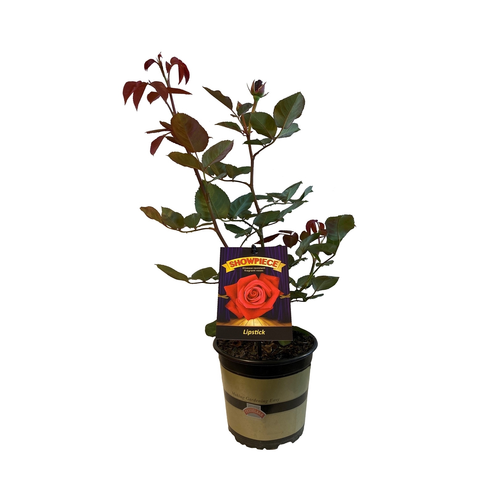 2.5L Rose Showpiece Lipstick Rosa Bunnings New Zealand