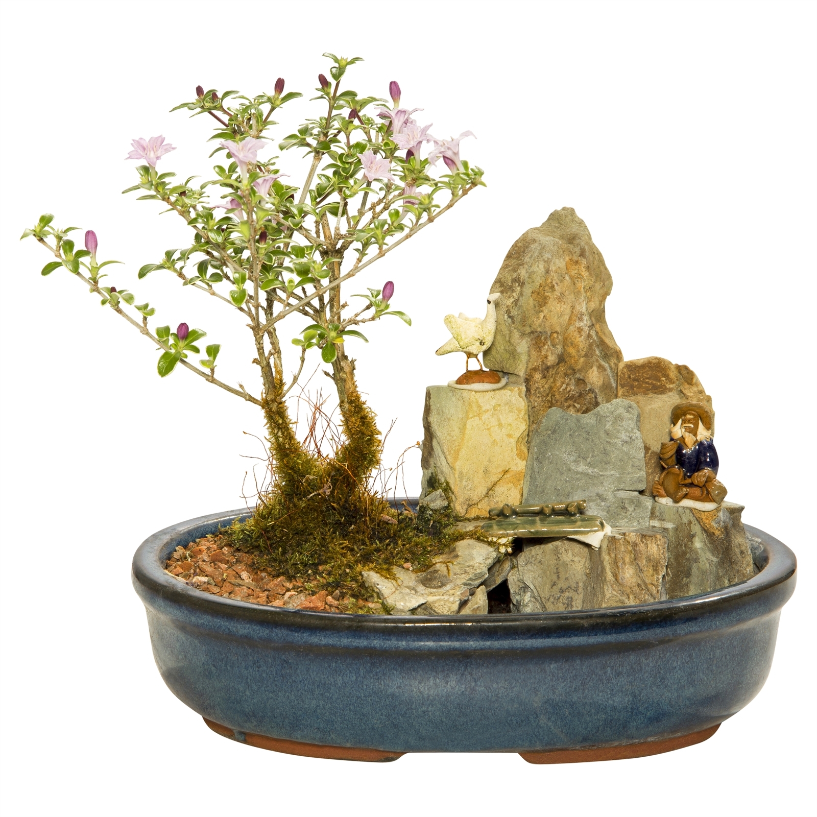 8" Bonsai Tree Bunnings Australia