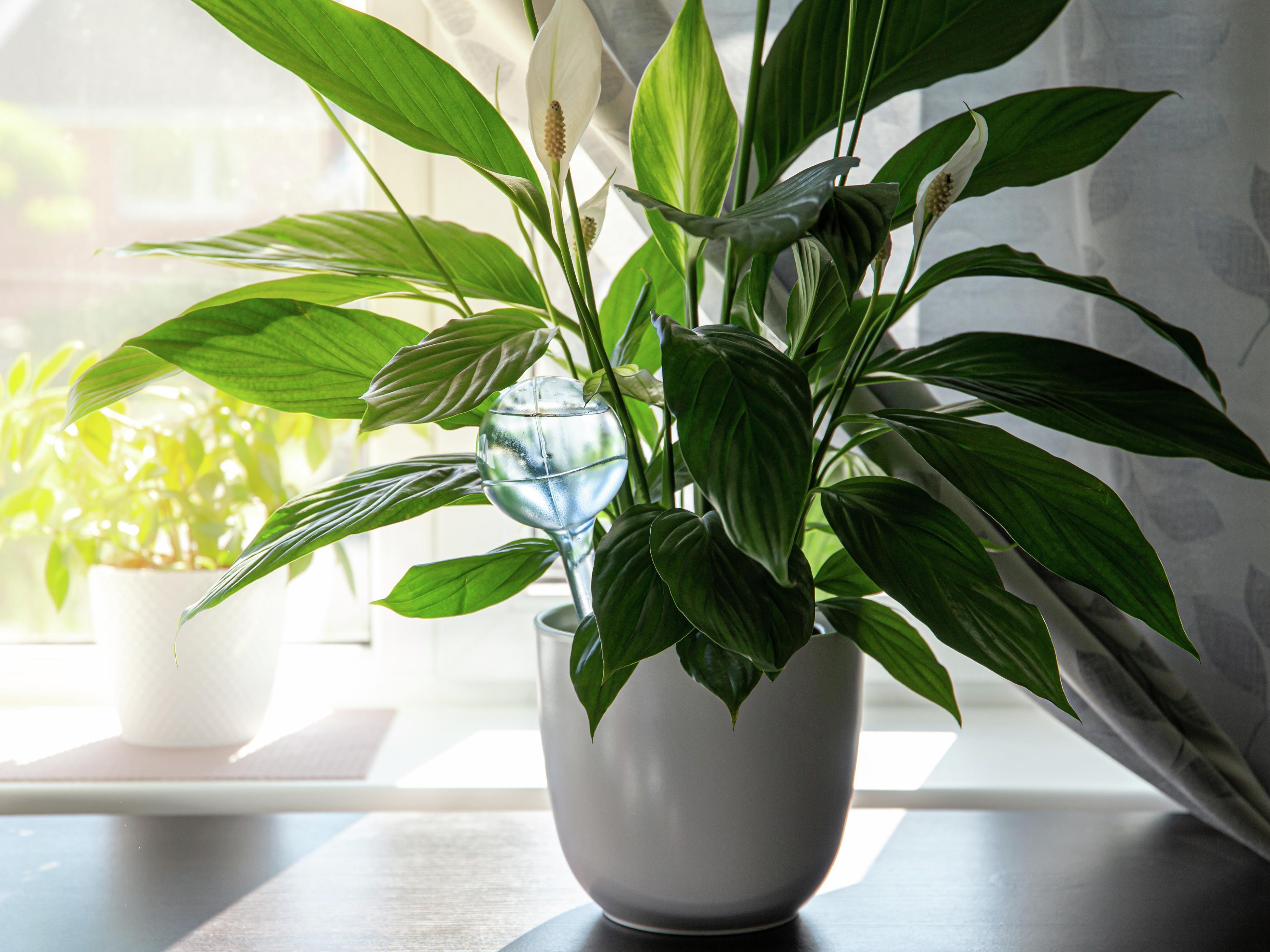 Top 12 Air-purifying Plants And How To Grow Them - Bunnings Australia