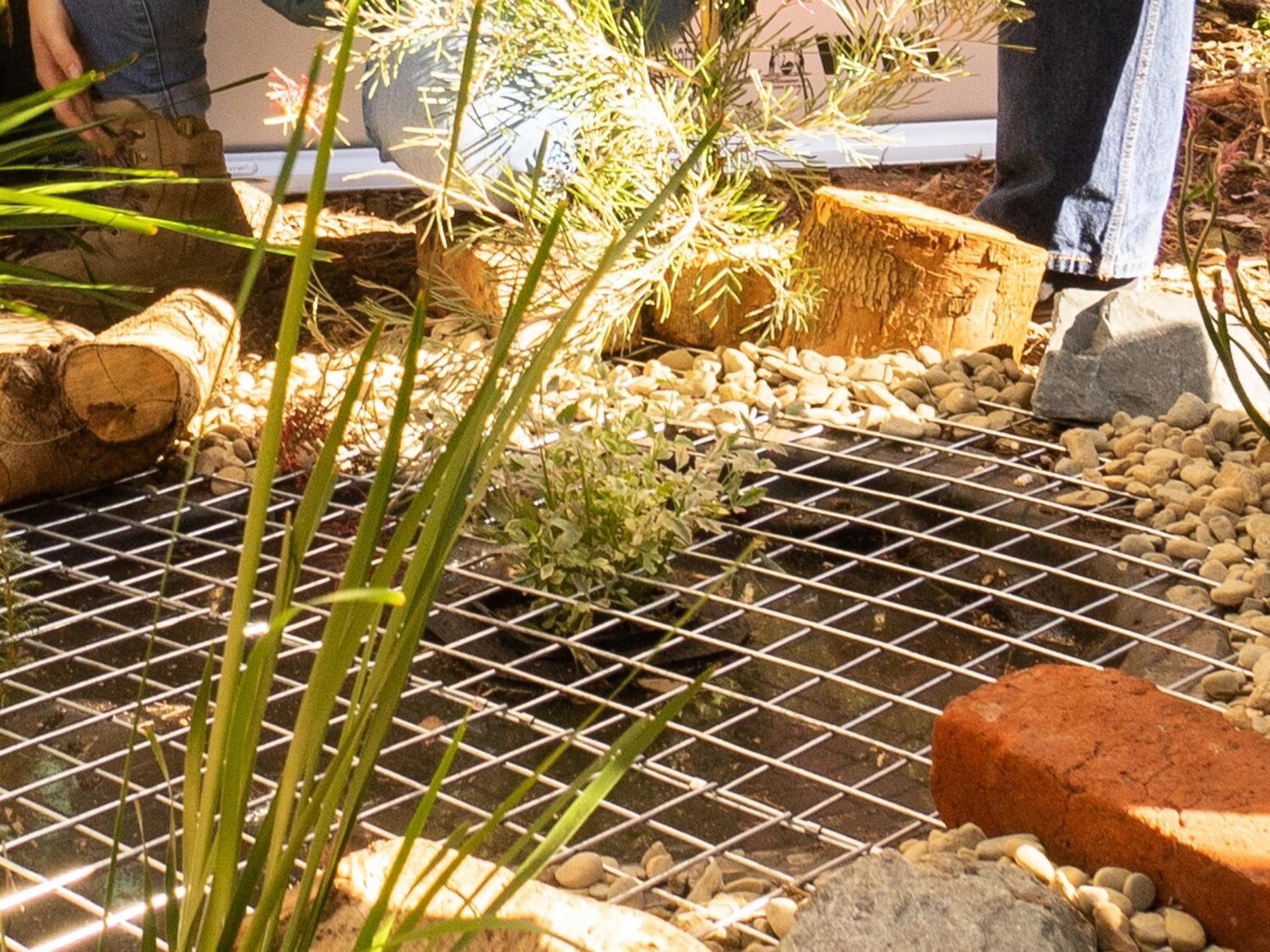 How to build a frog pond - Bunnings Australia