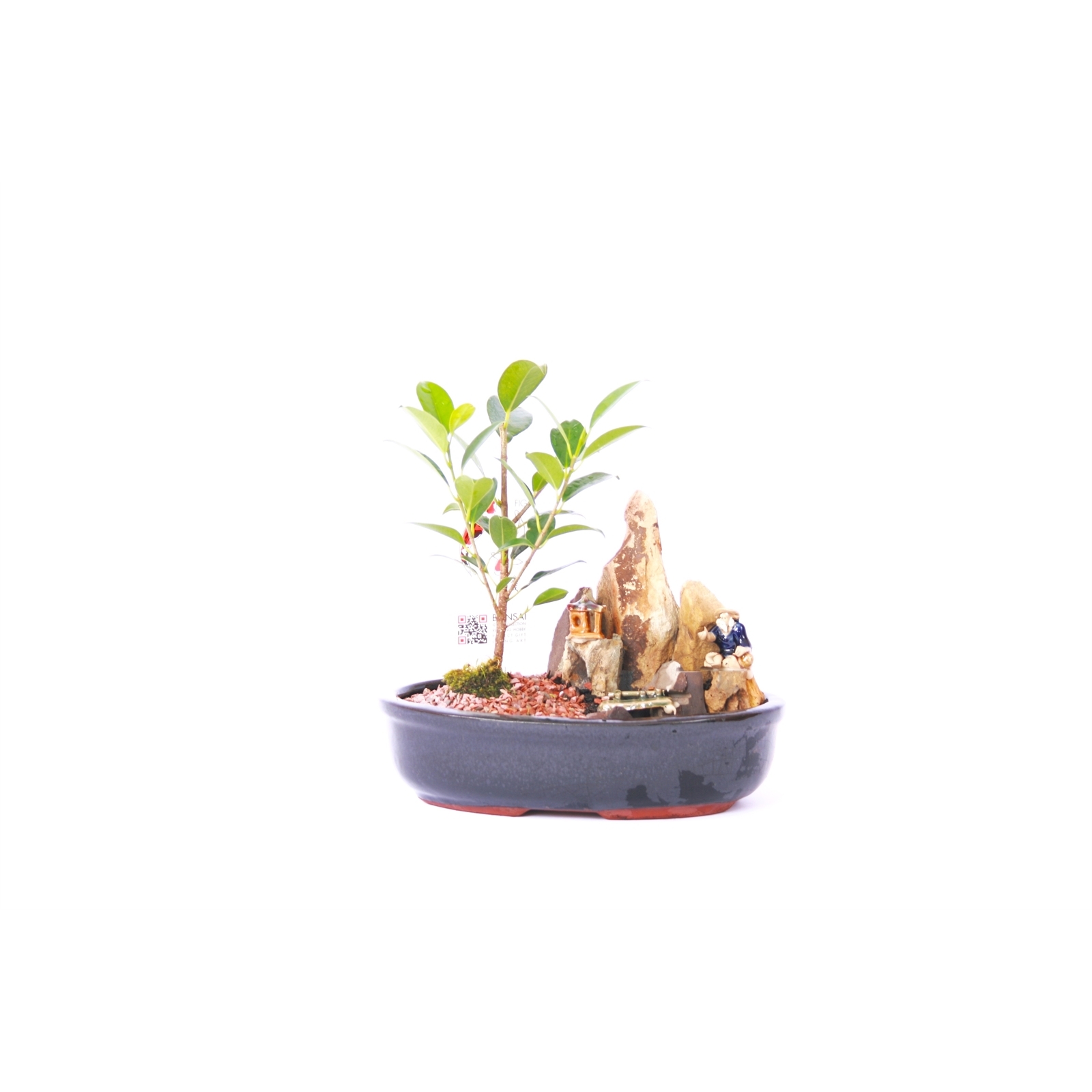 8" Bonsai Tree Bunnings Australia