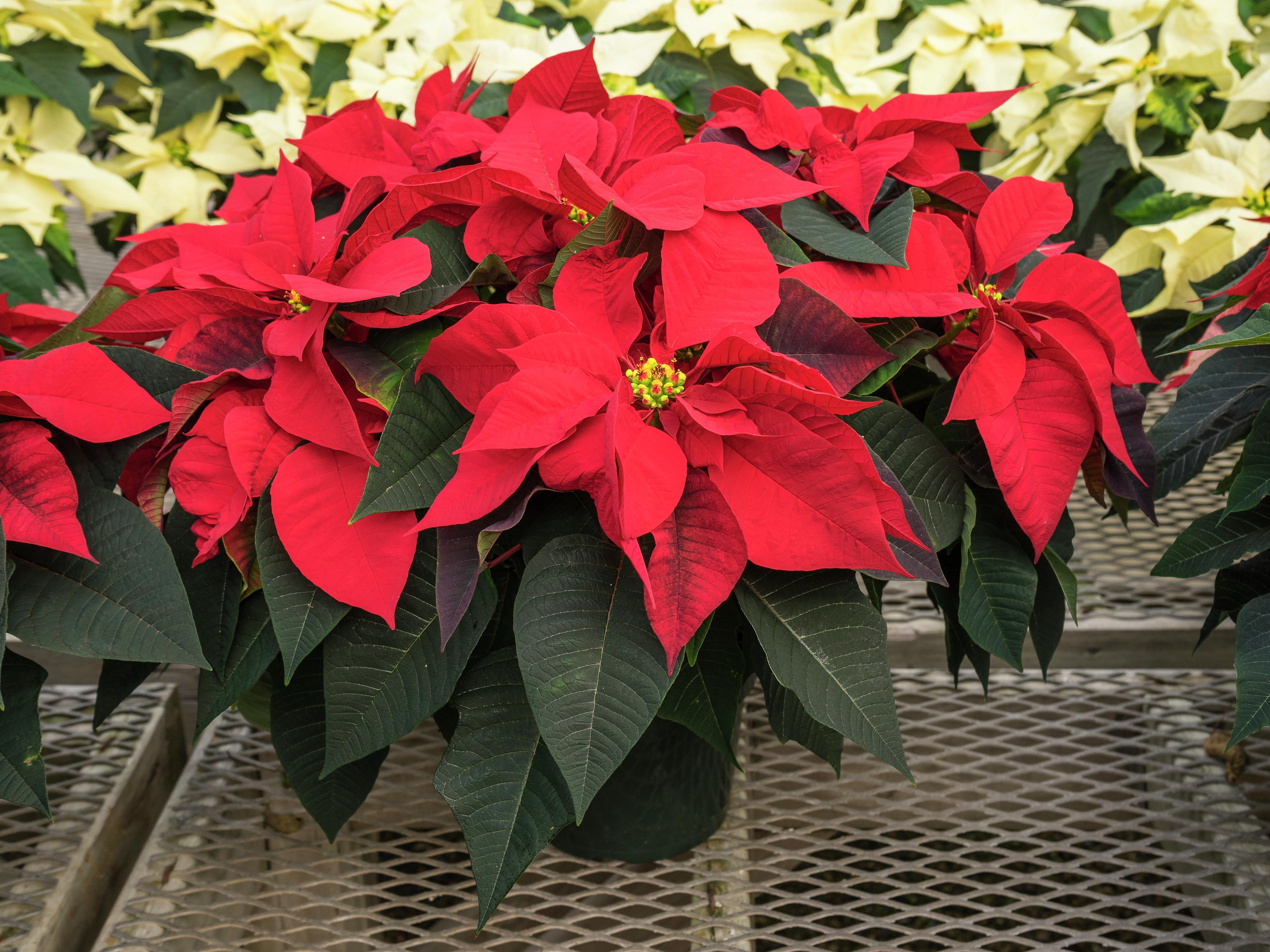 Poinsettia plant clearance