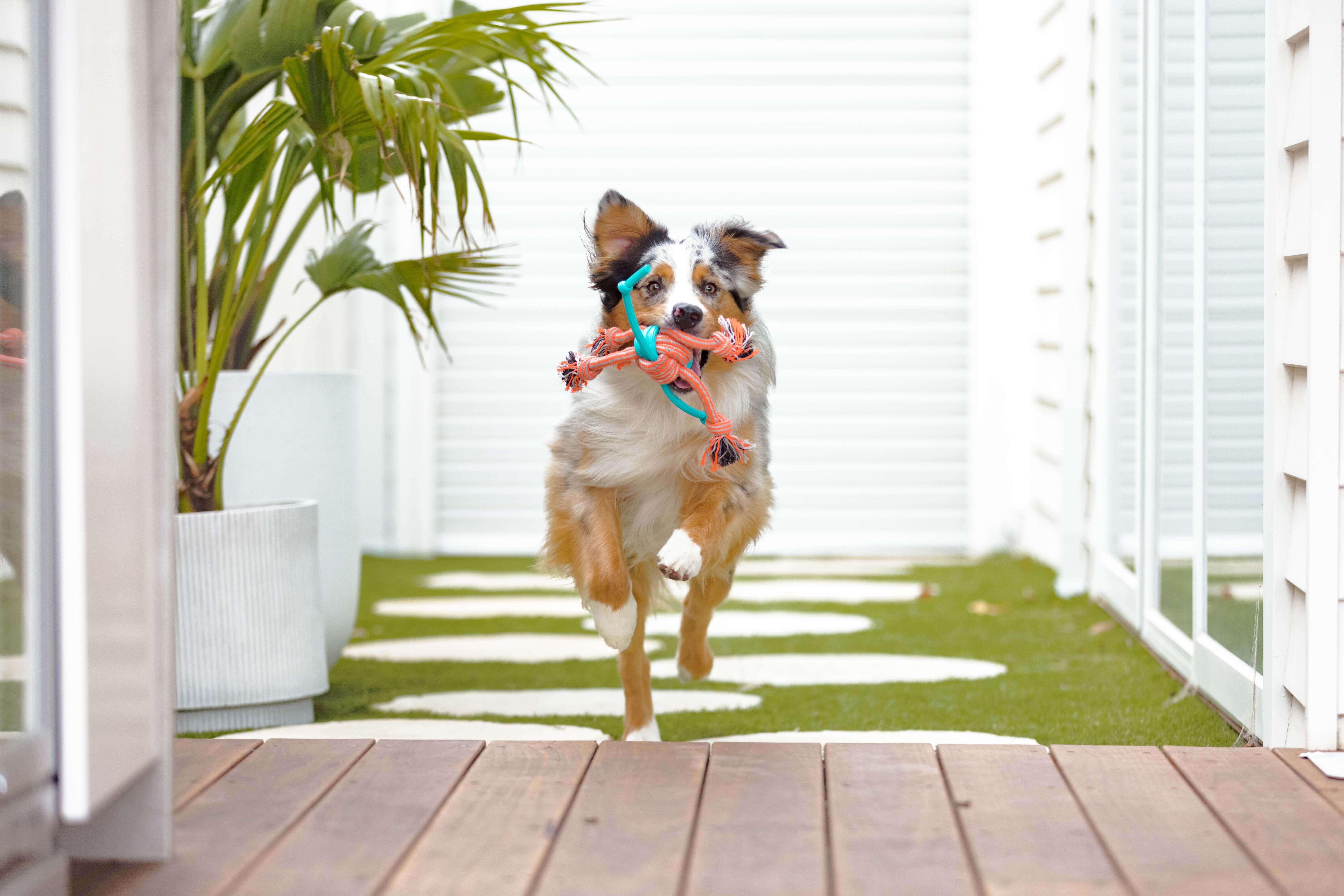Happy Tails Large Bone Print Dog Harness - Bunnings Australia