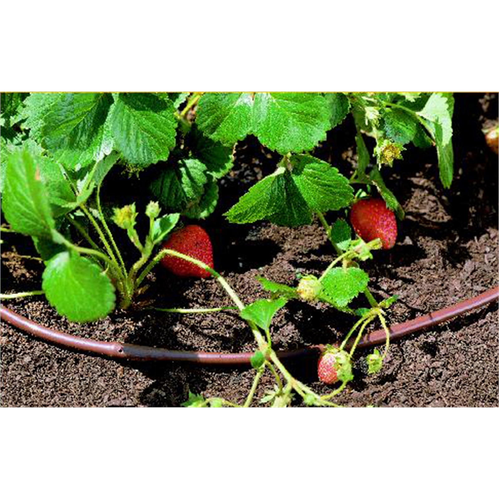 Pope Irrigation Drip Eze Hose 13mm x 15m Bunnings New Zealand