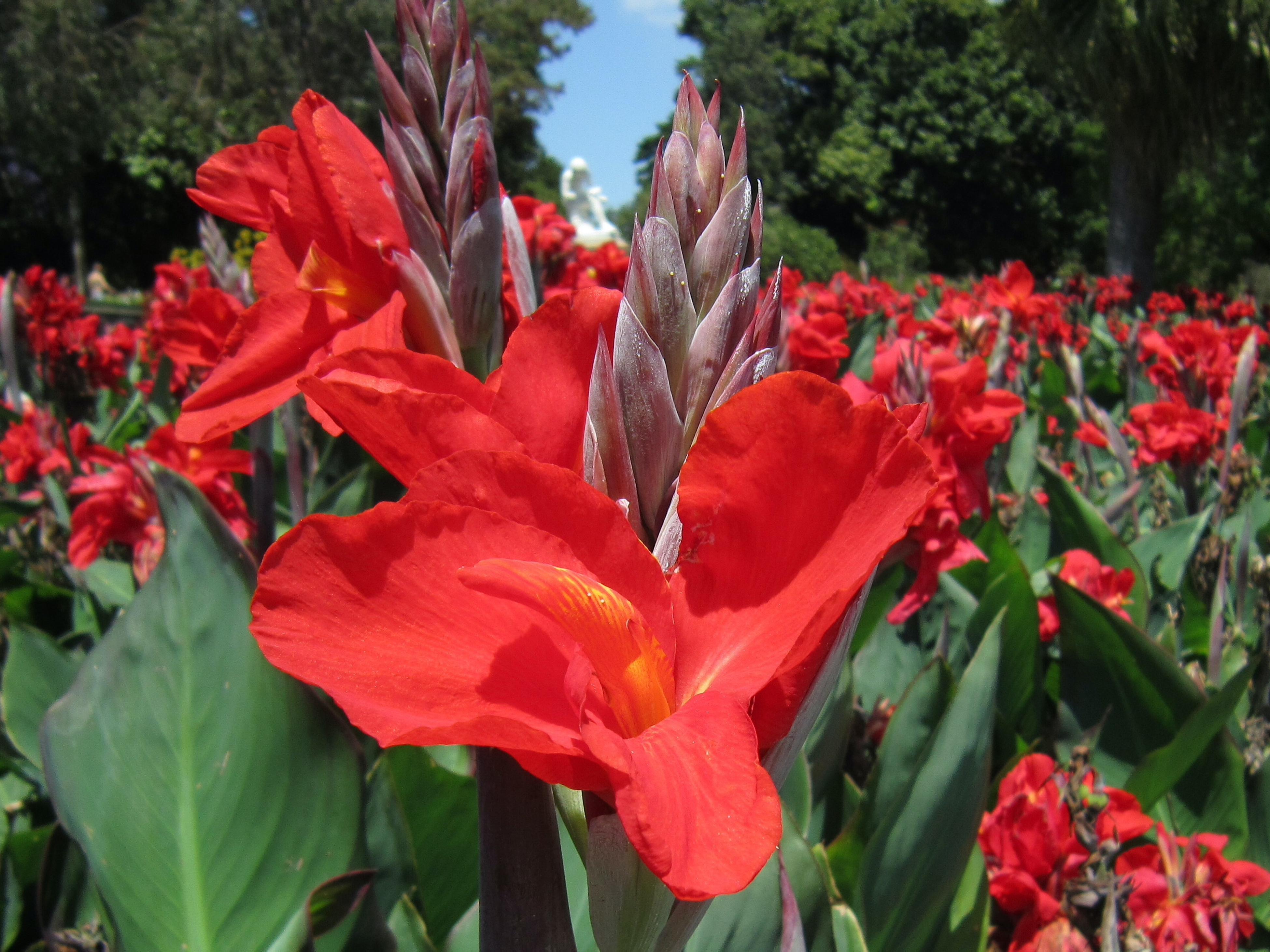 Canna Lily hybrida MACtro Tropicanna® Bulb