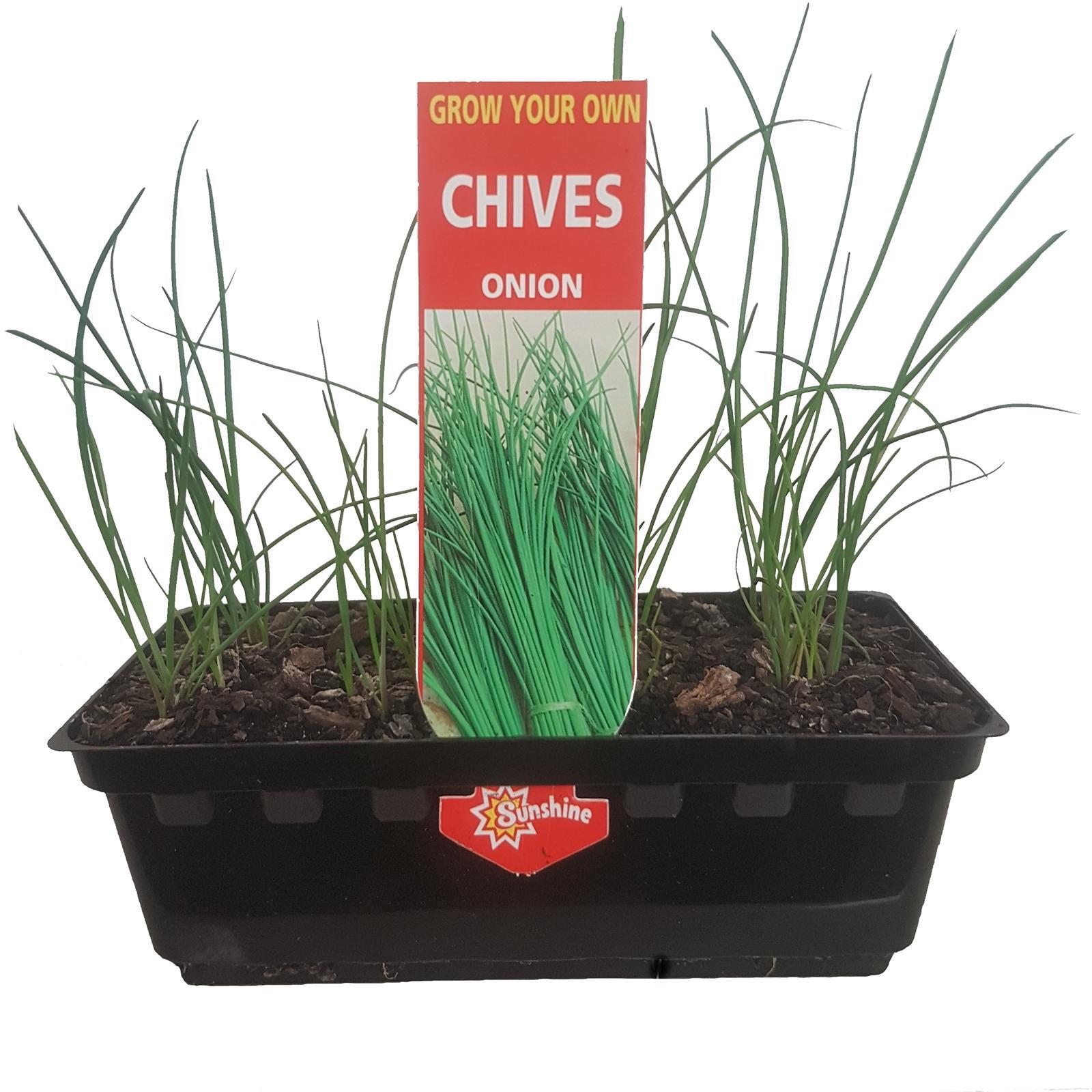 Onion Chives Punnet - Allium schoenoprasum - Bunnings Australia