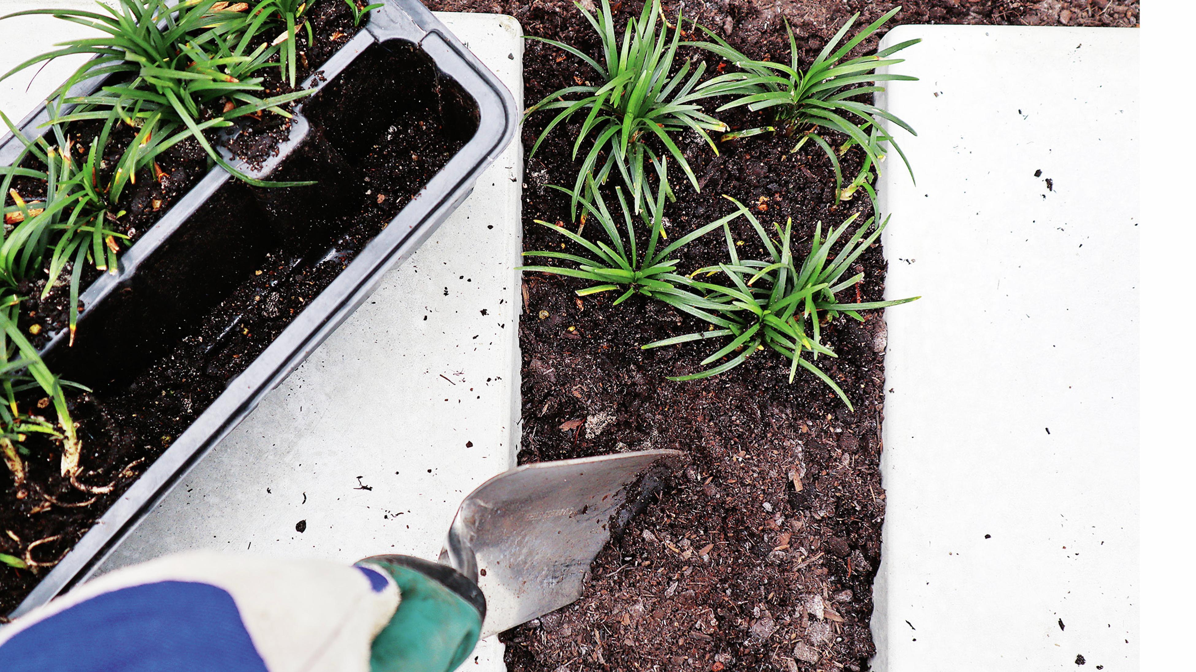 mondo grass pavers