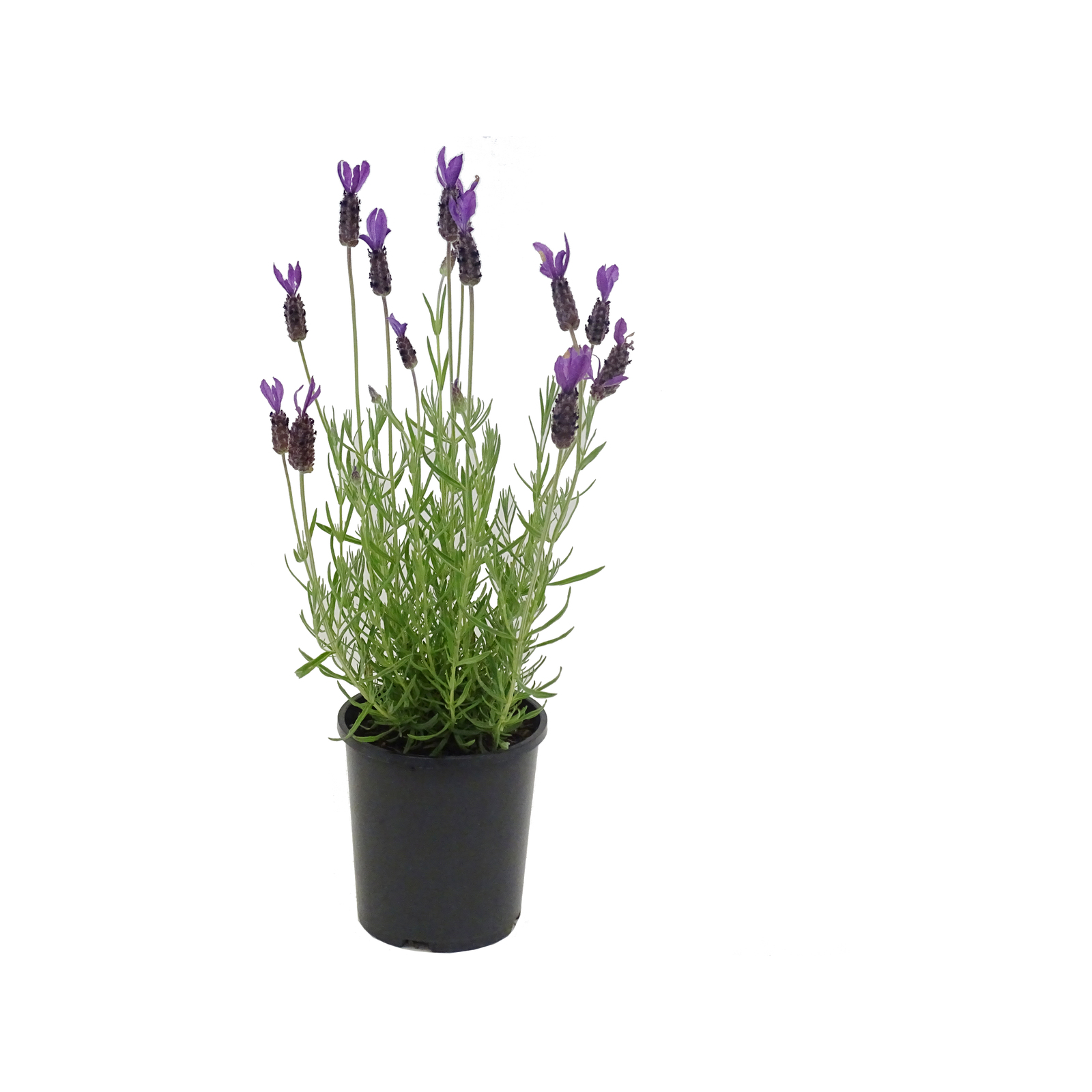 140mm Lavender Avonview - Lavendula stoechas - Bunnings Australia