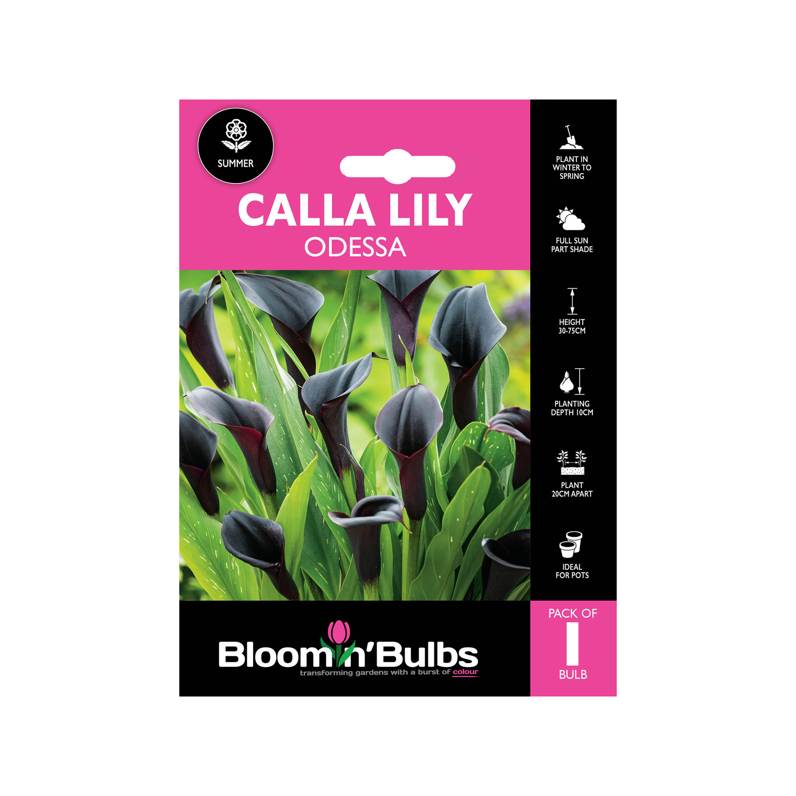 Bloomin Bulbs Calla Lily Odessa Zantedeschia hybrid 1 Pack