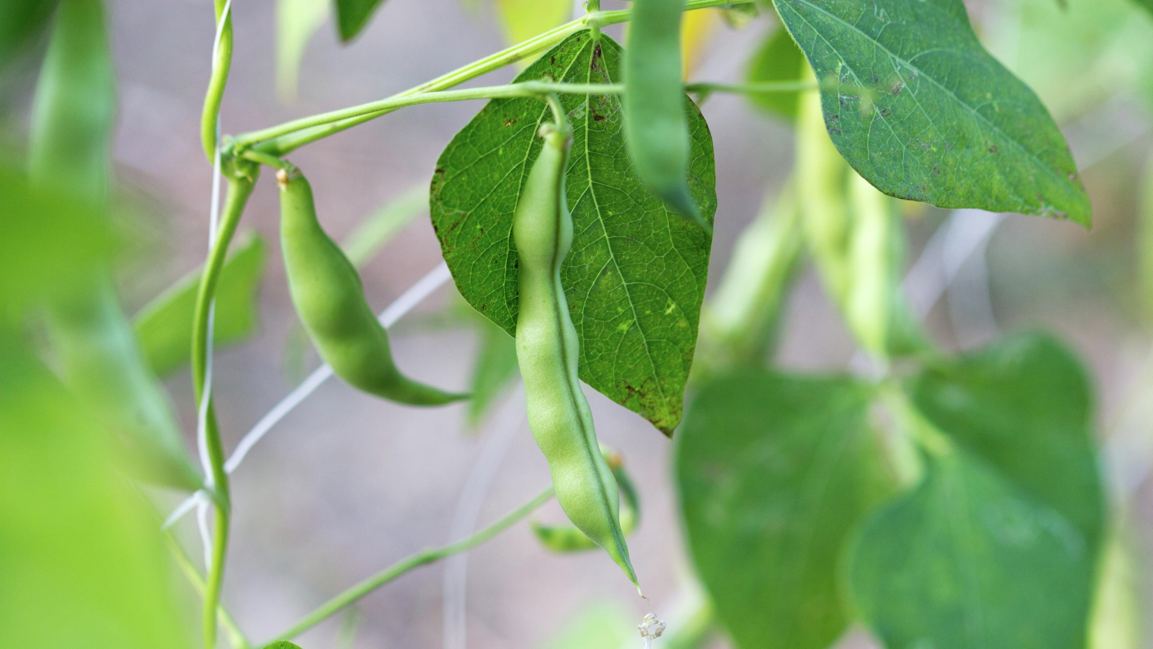 Green pods growing in a summer garden