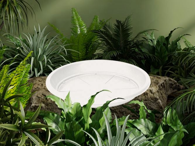 White saucer sitting on a rock with plants around it