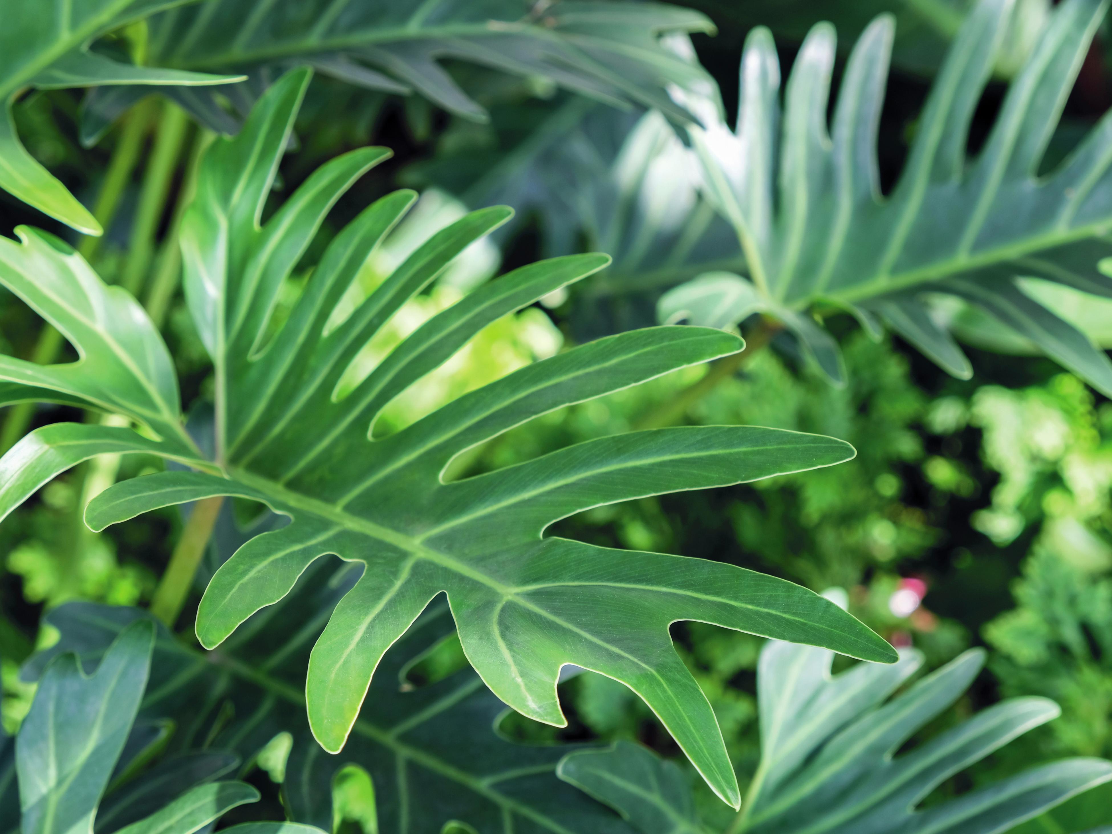 Shade loving plants utah
