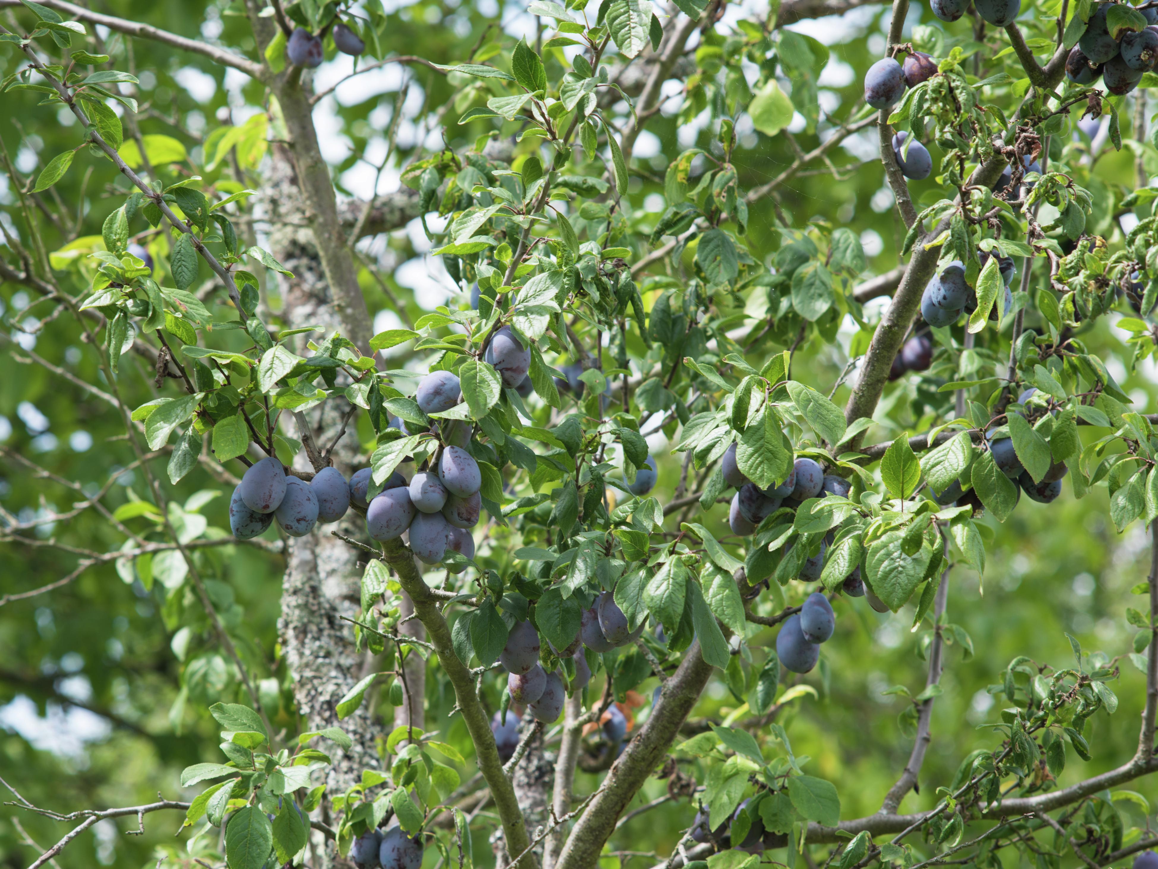 green plum fruit tree