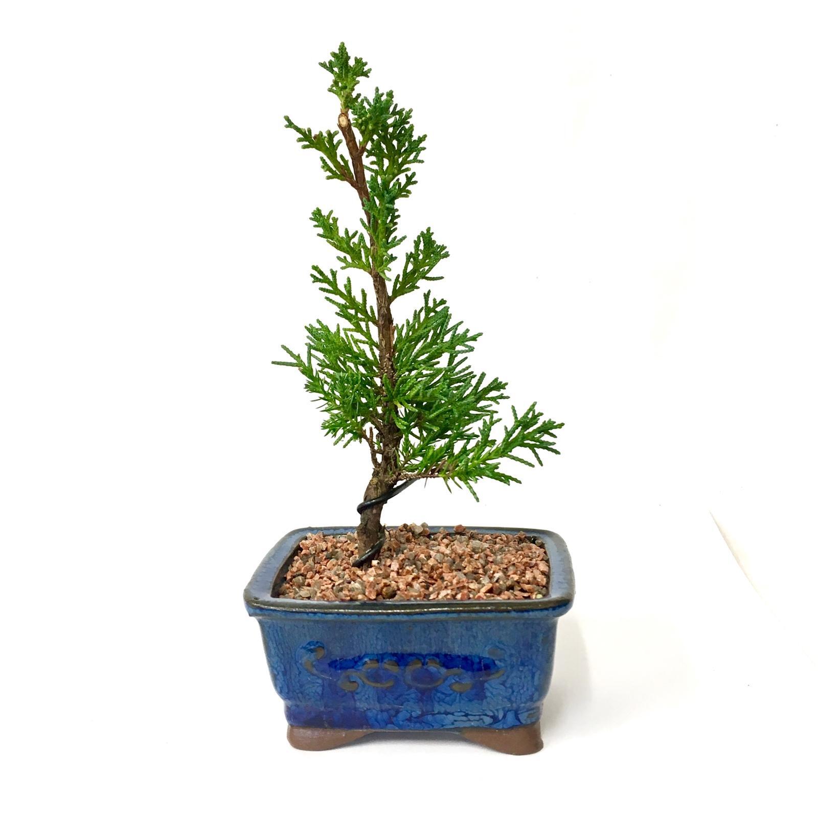 90mm Bonsai Starter In Ceramic Pot Bunnings Australia