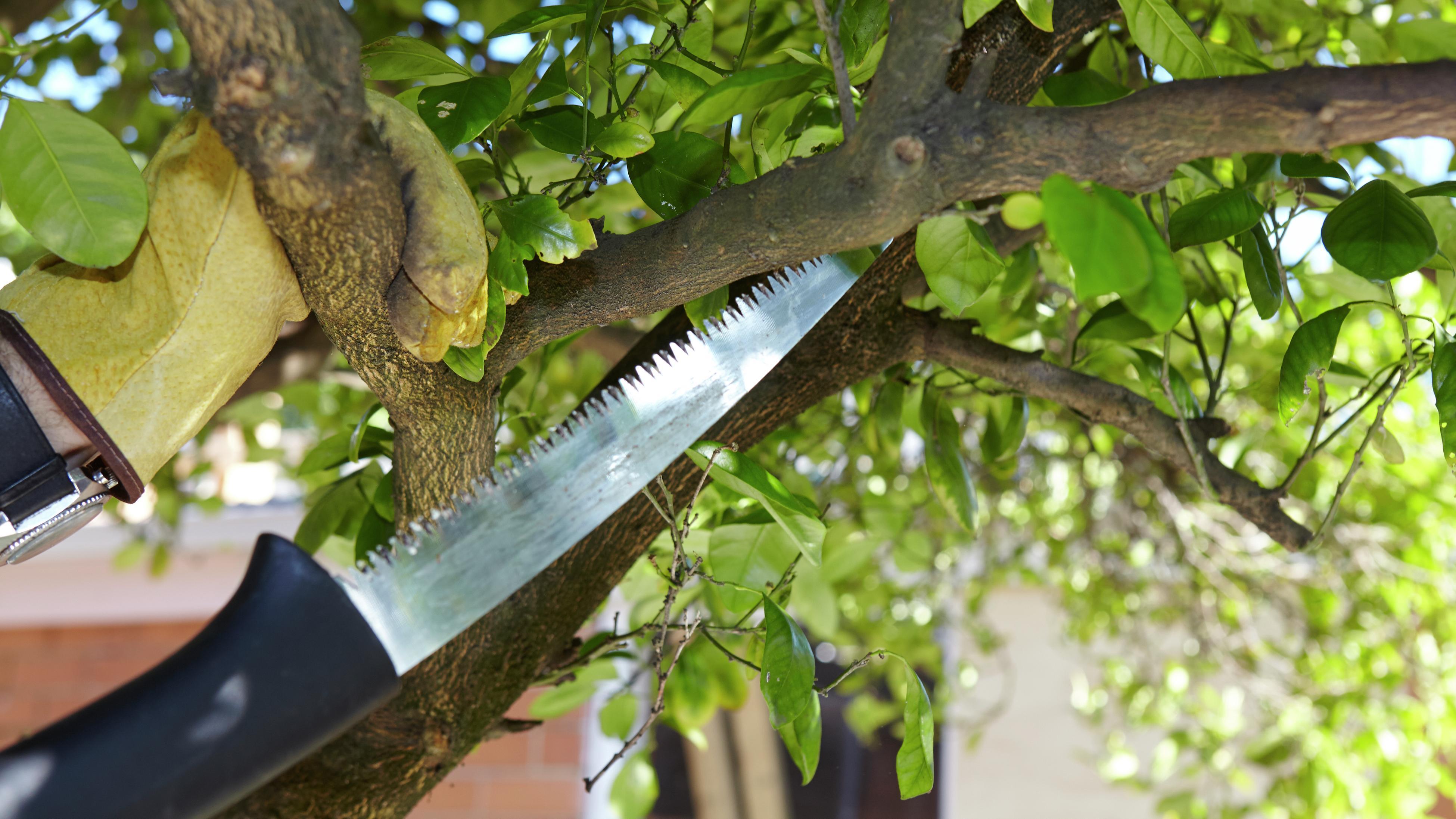 Bunnings deals tree cutter