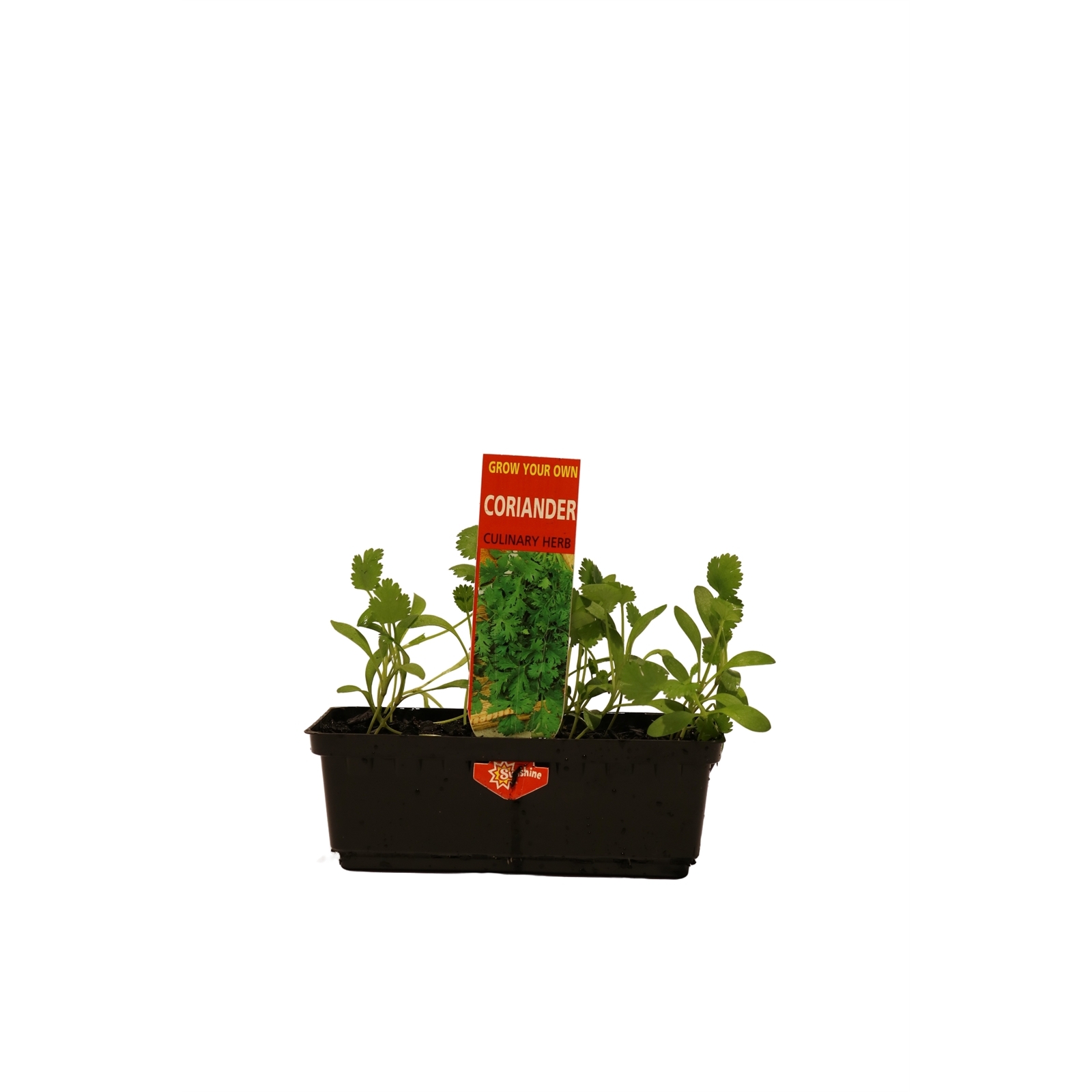 Coriander Coriandrum sativum Bunnings Australia