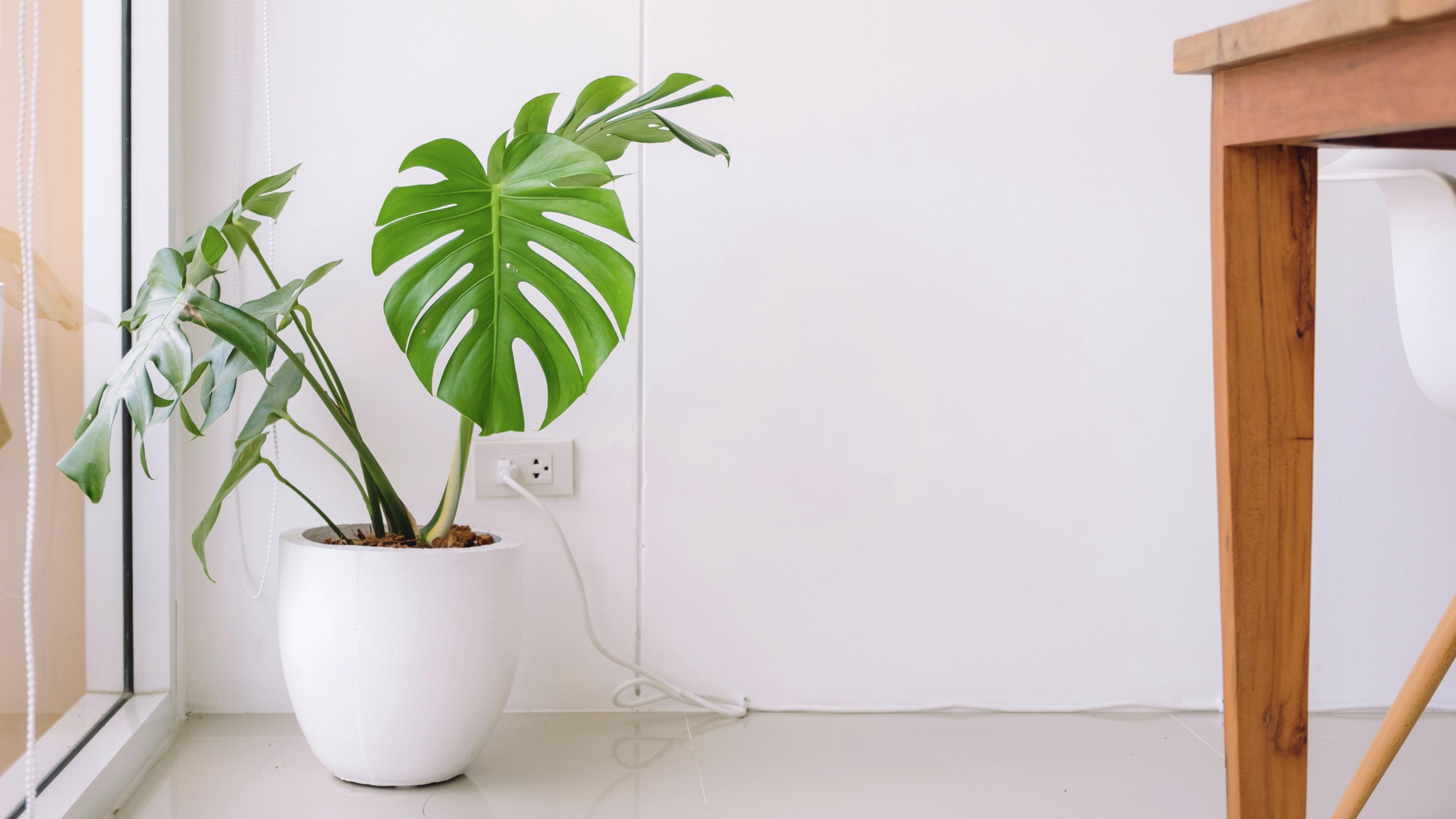 Monstera Plant