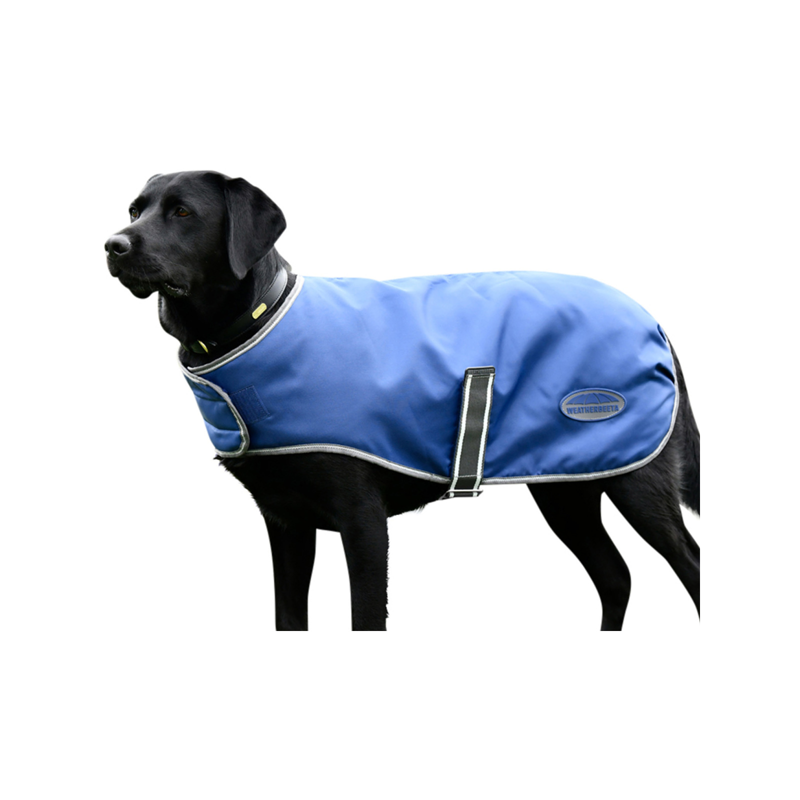 WeatherBeeta 75cm Dark Blue/Grey/White ComFiTec Windbreaker Free Dog