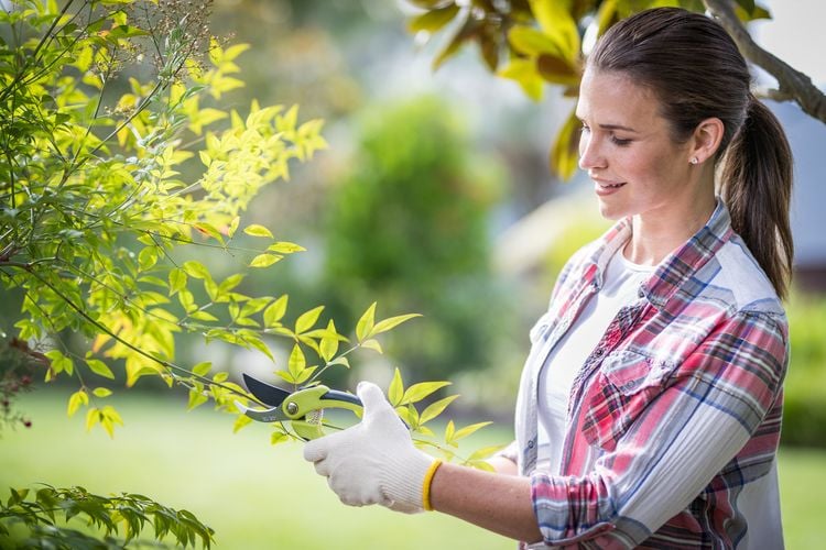 Woman trimming bush with secateurs