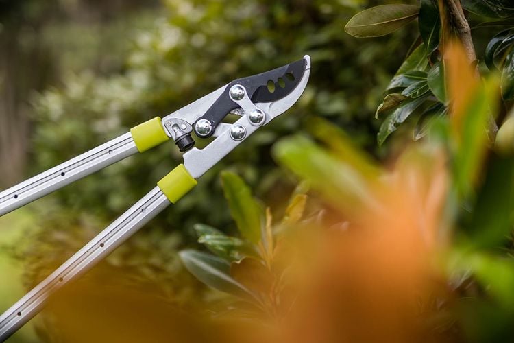 Person trimming tree with secateurs 