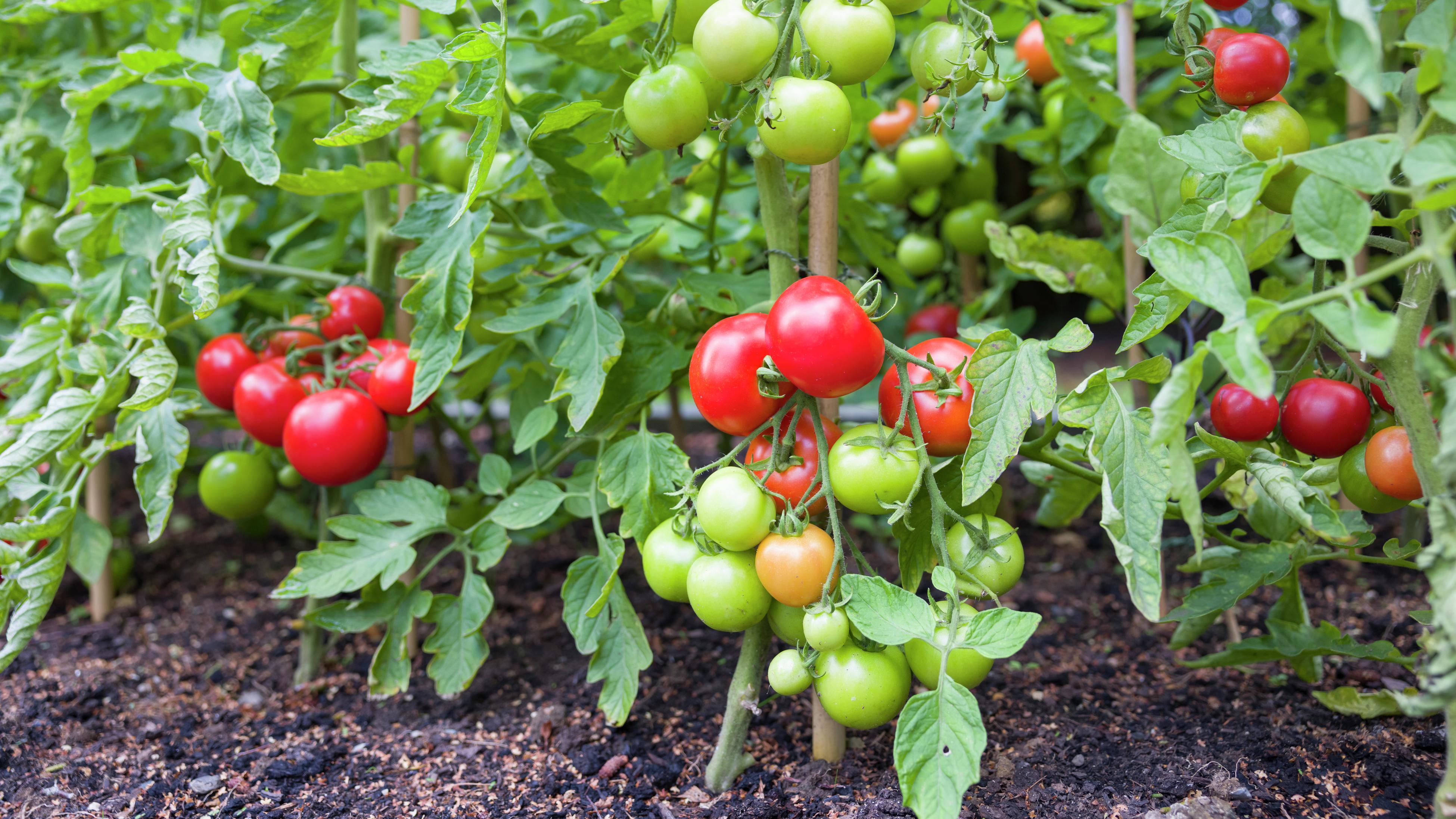 How Far Apart to Plant Tomatoes