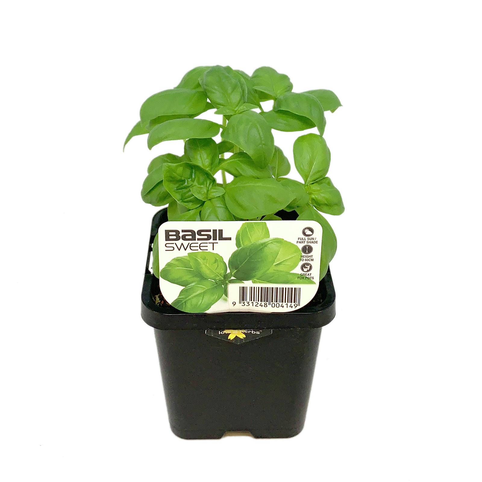 85mm LotsAHerbs Sweet Basil Ocimum basilicum Bunnings Australia