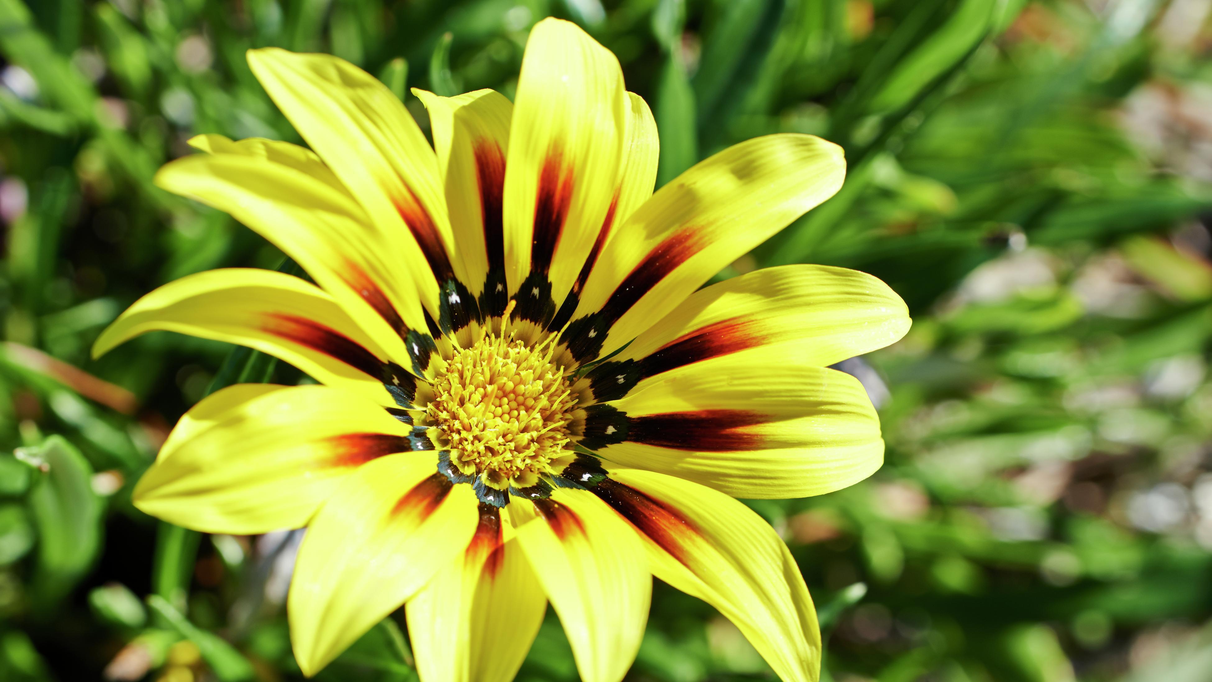 Gazania the treasure flower