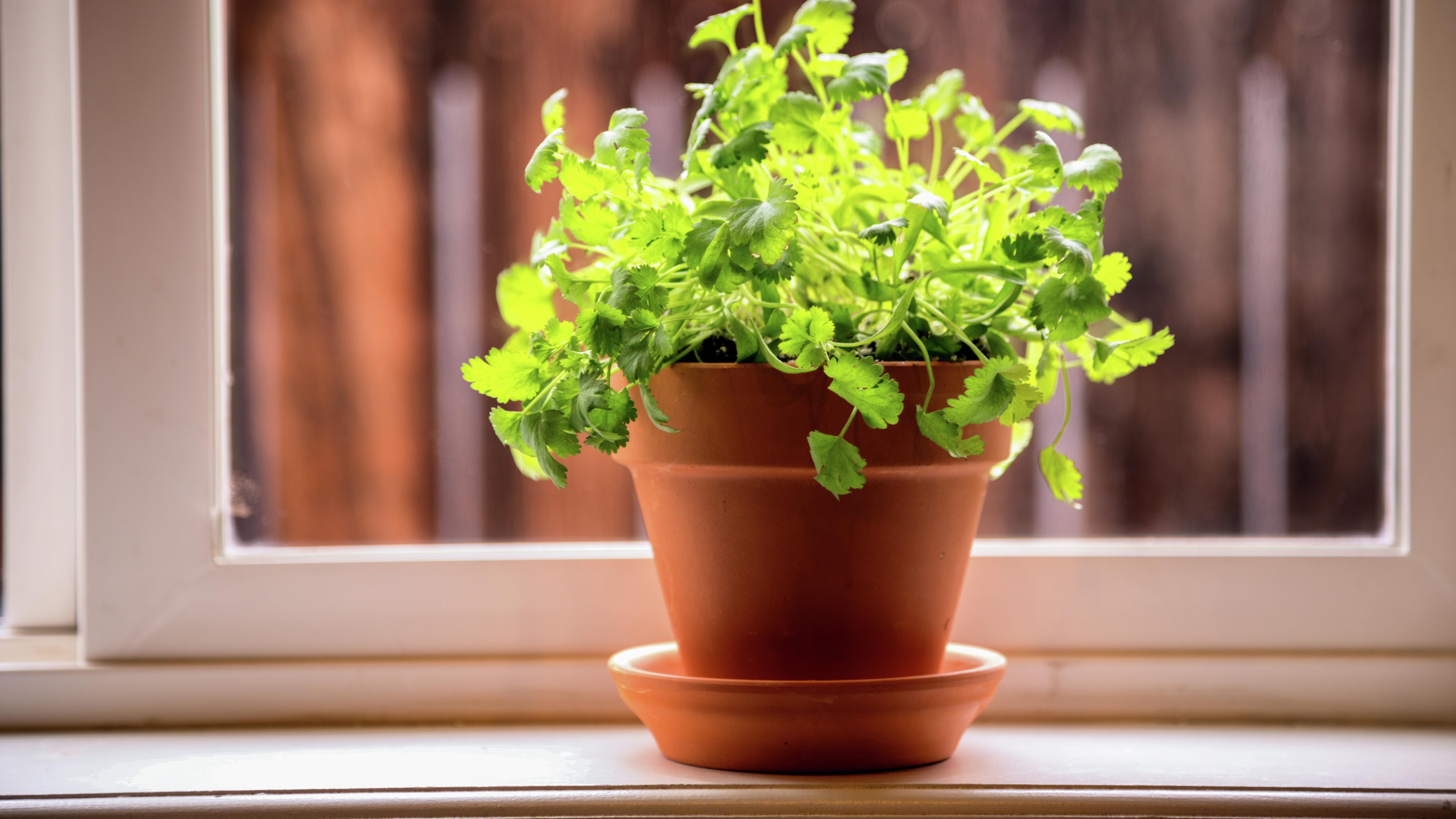 How To Grow And Care For Coriander Bunnings Australia