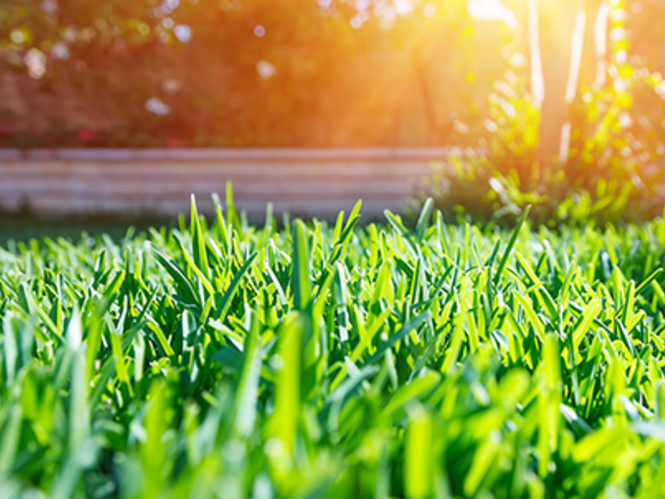 Bunnings on sale lawn seed