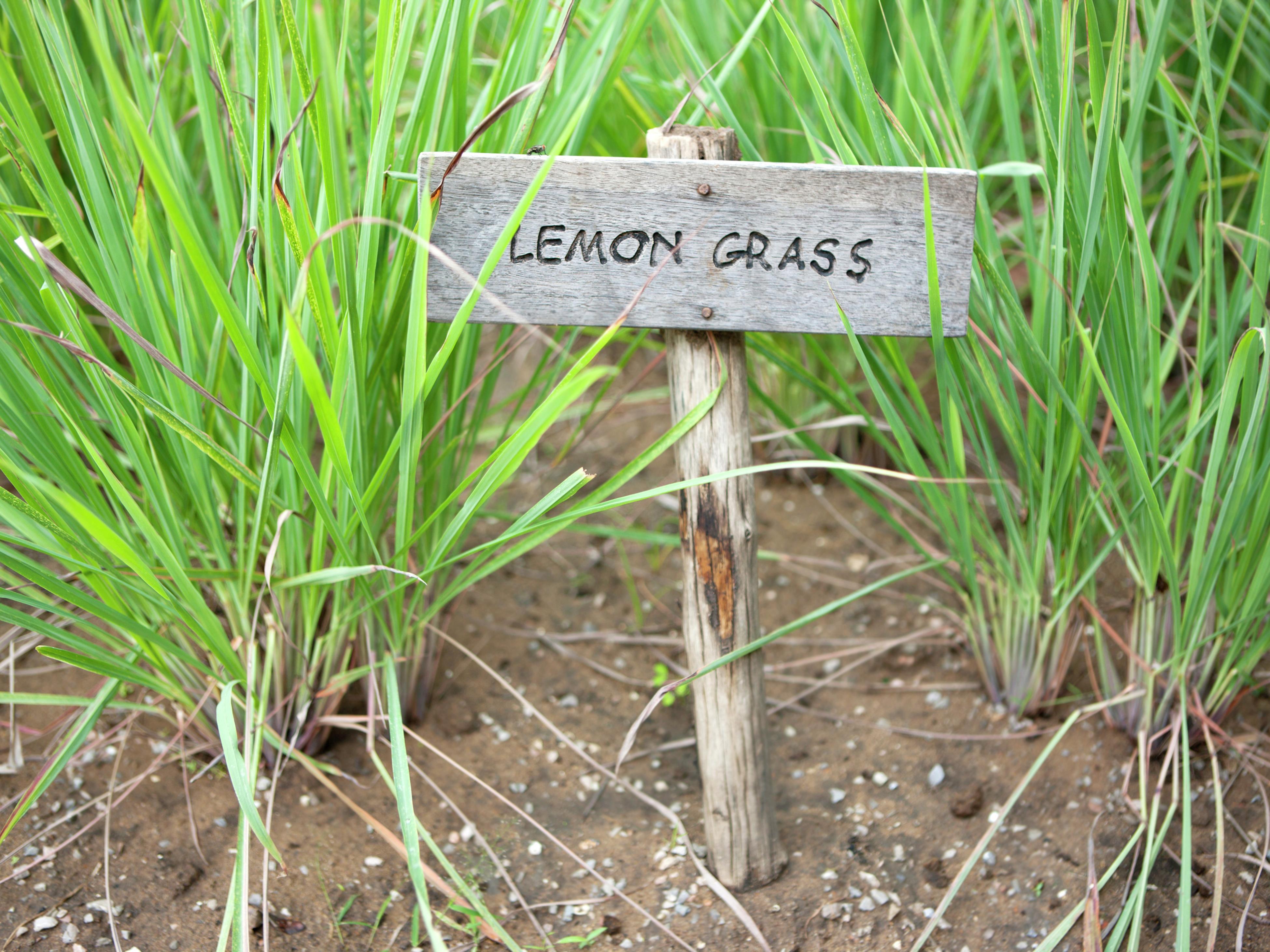 Growing lemongrass deals in pots