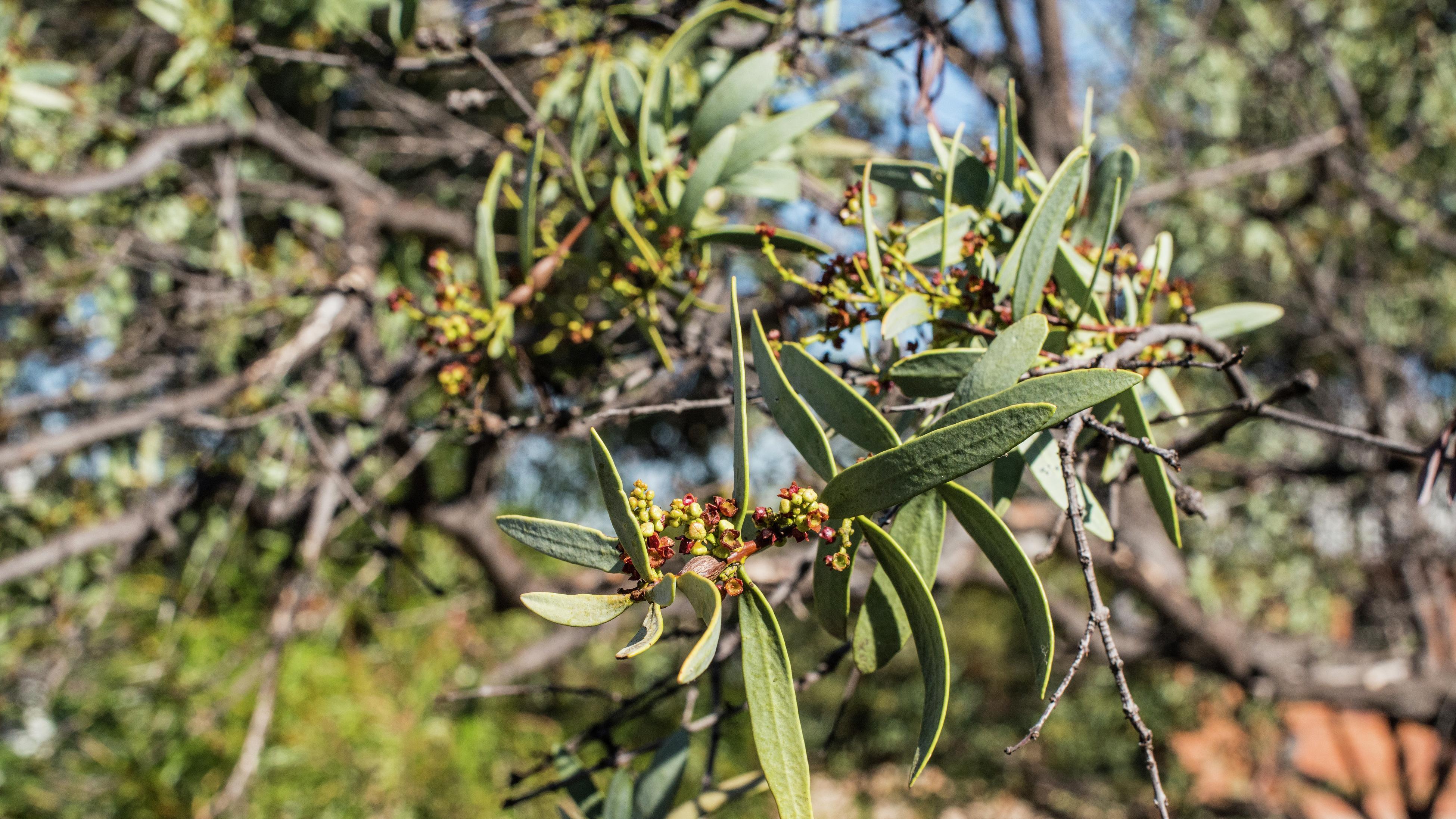 Close up of leaves on a sandalwood tree