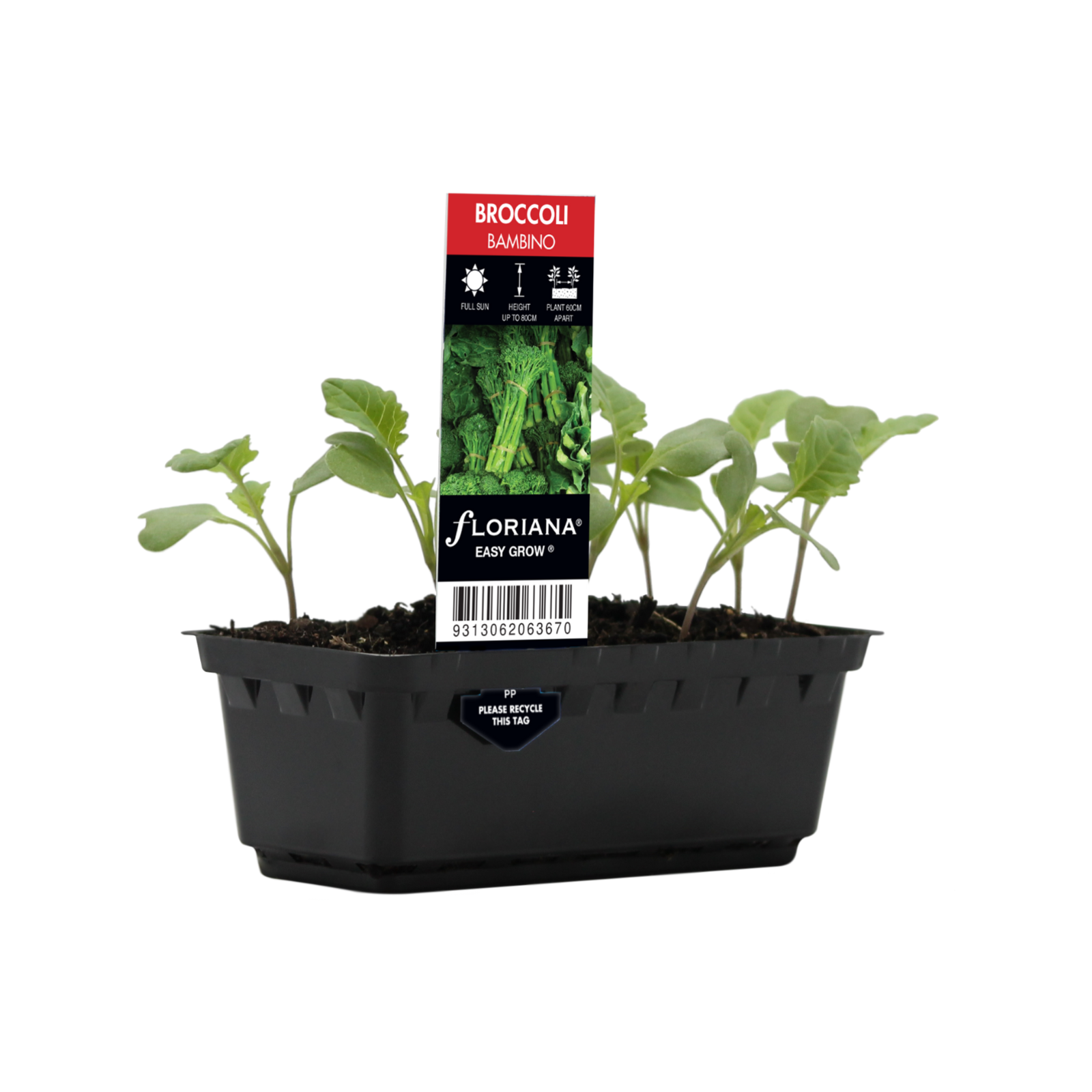 Broccoli Bambino Brassica hybrid F2 Easy Grow Bunnings