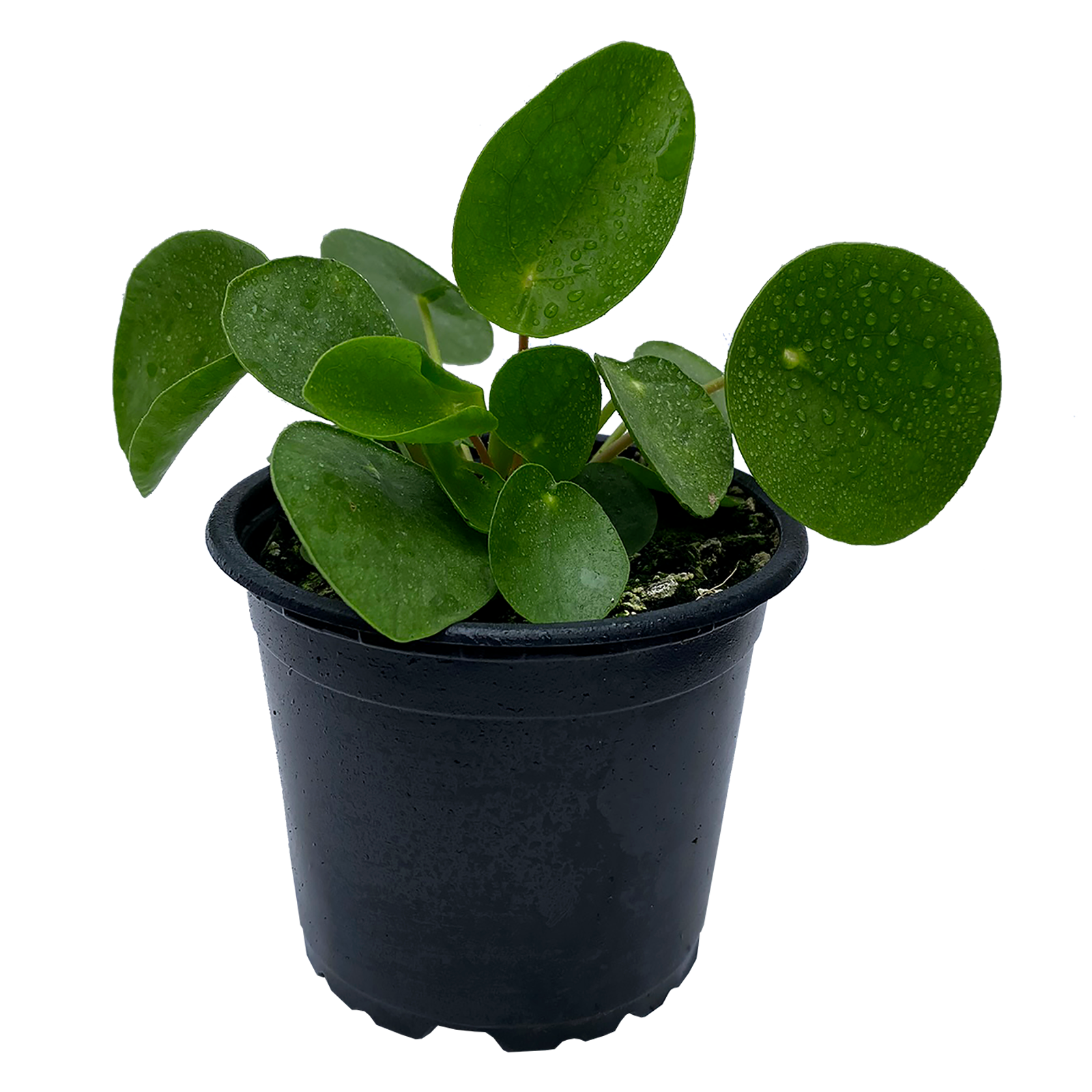 120mm-chinese-money-plant-pilea-peperomioides-bunnings-australia