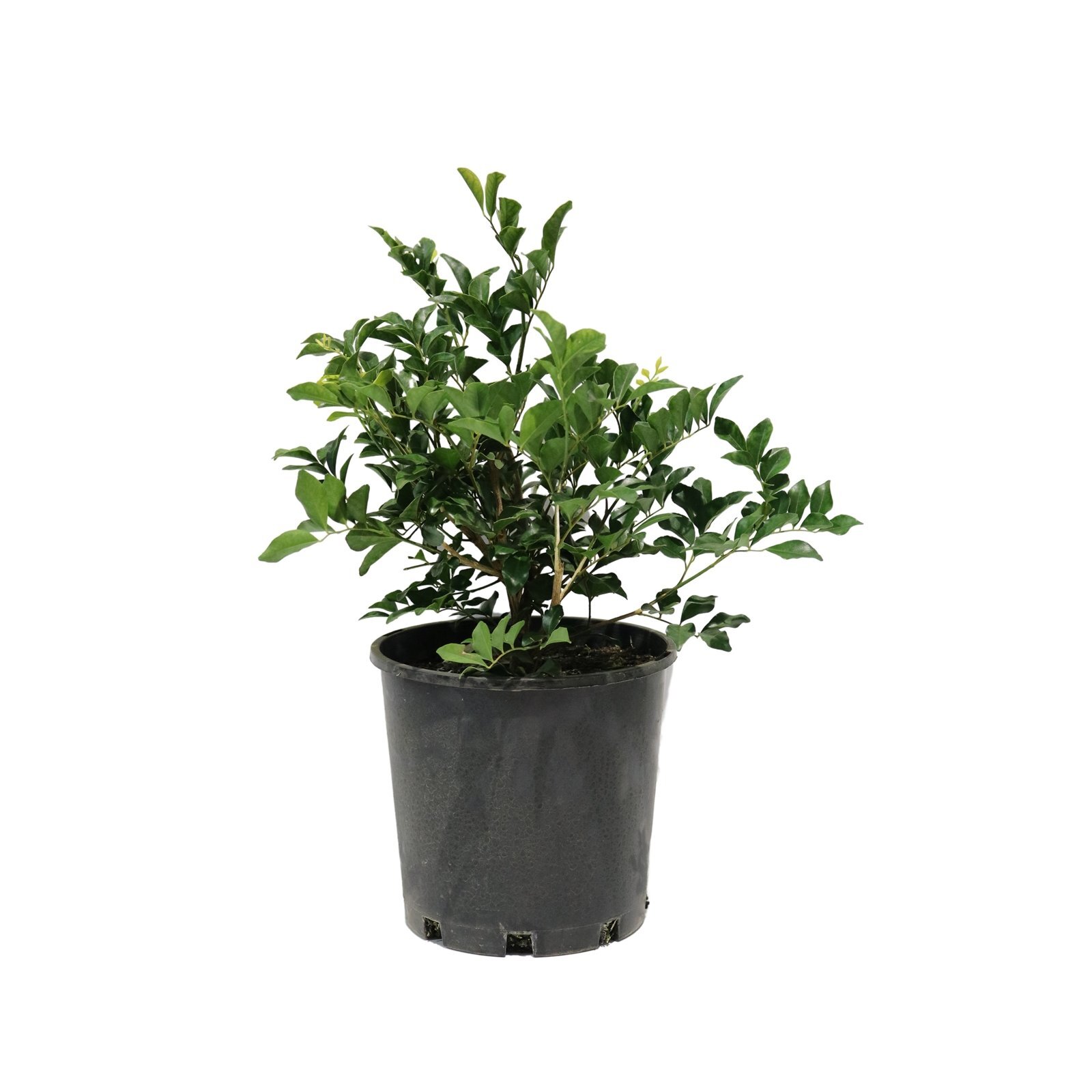 200mm Murraya Paniculata Murraya Bunnings Australia