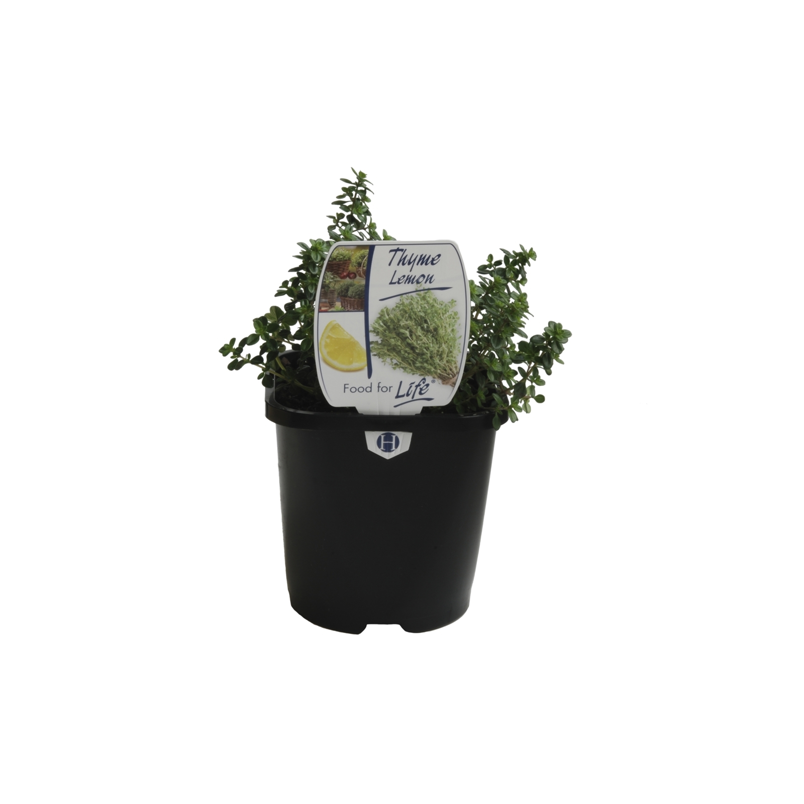 125mm Thyme Lemon - Thymus citriodorus - Bunnings Australia