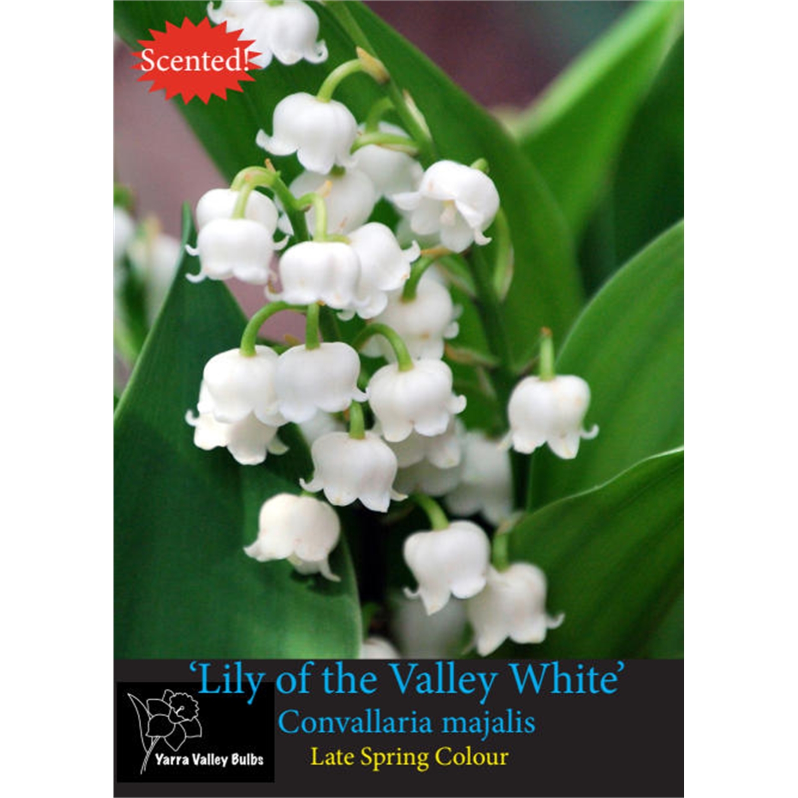 Yarra Valley Bulbs Lily of the Valley White Bulb Convallaria majalis