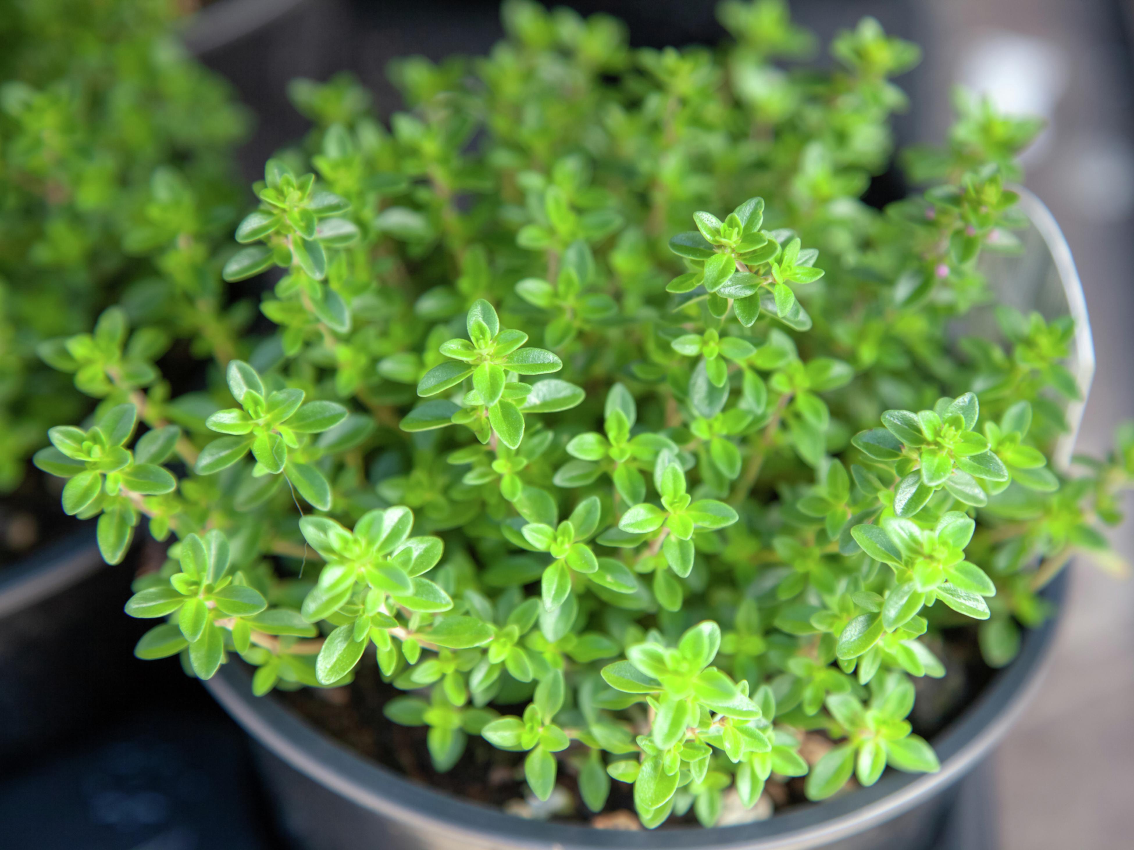 How To Grow And Care For Thyme Bunnings Australia