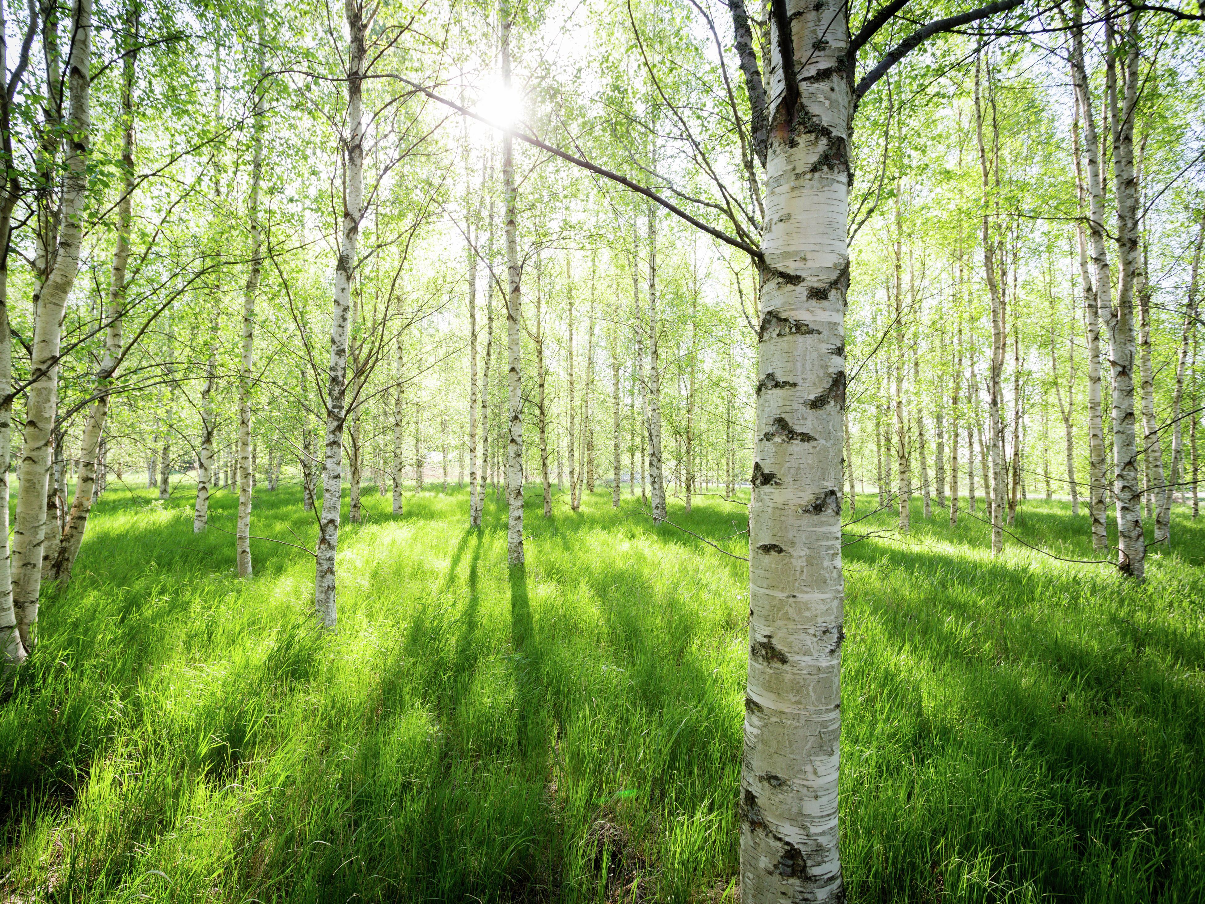 Birch trees: a guide to popular species