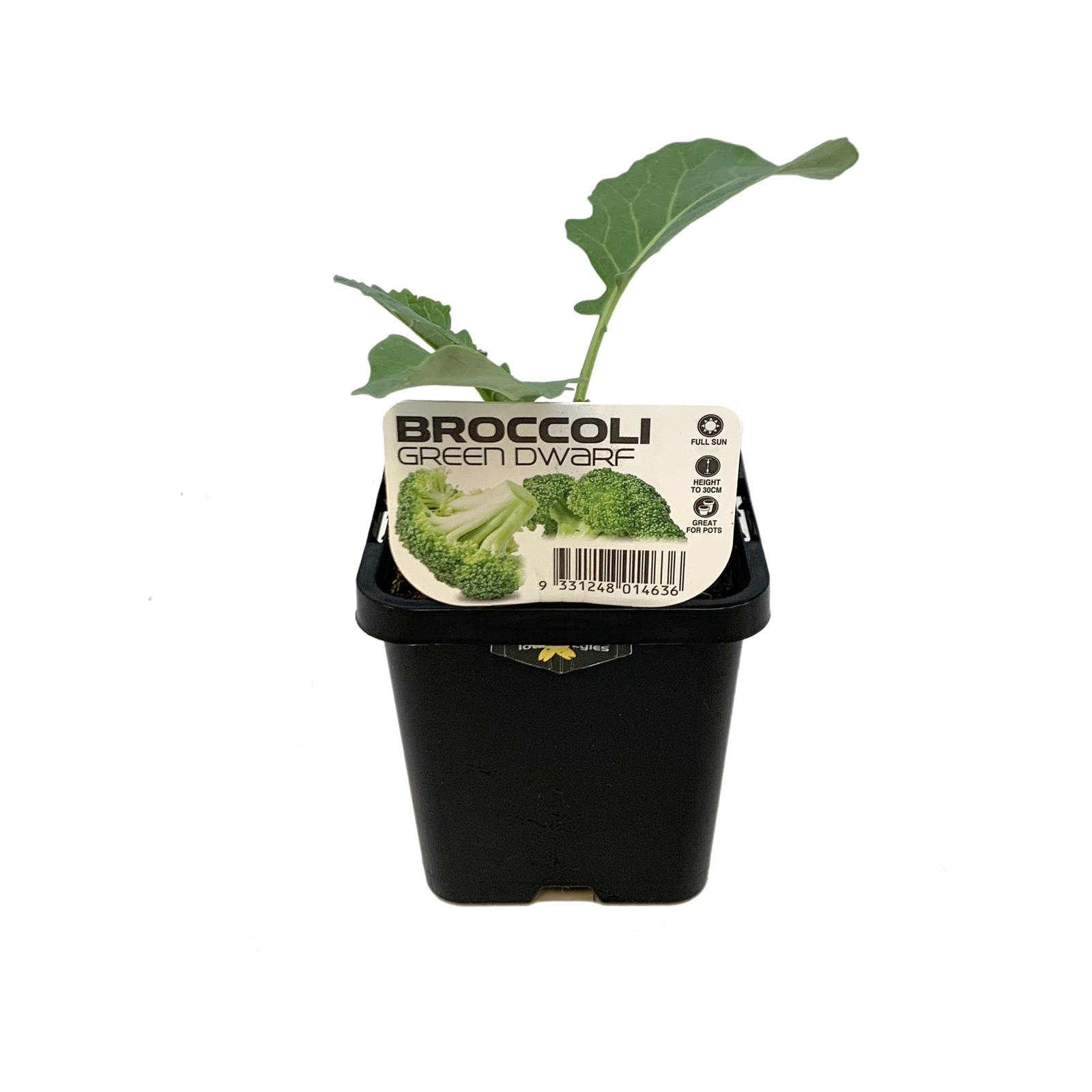 85mm Broccoli Green Dwarf Brassica oleracea LotsAVegies