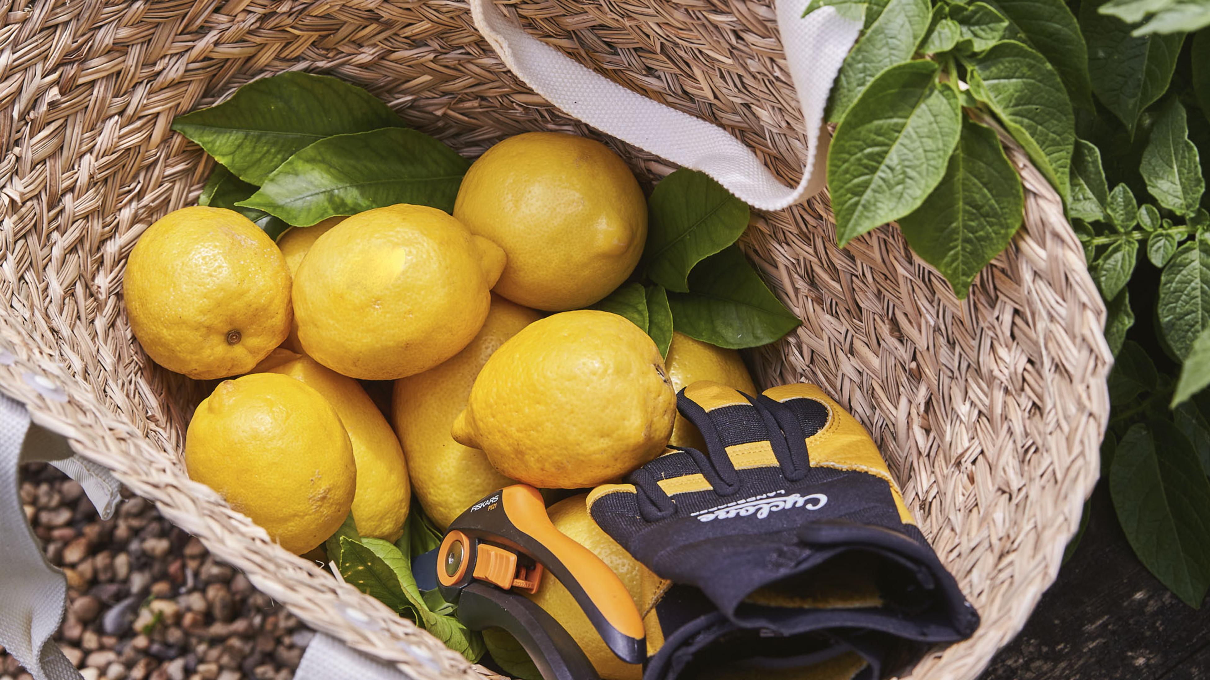 How To Grow And Care For a Lemon Tree Bunnings Australia