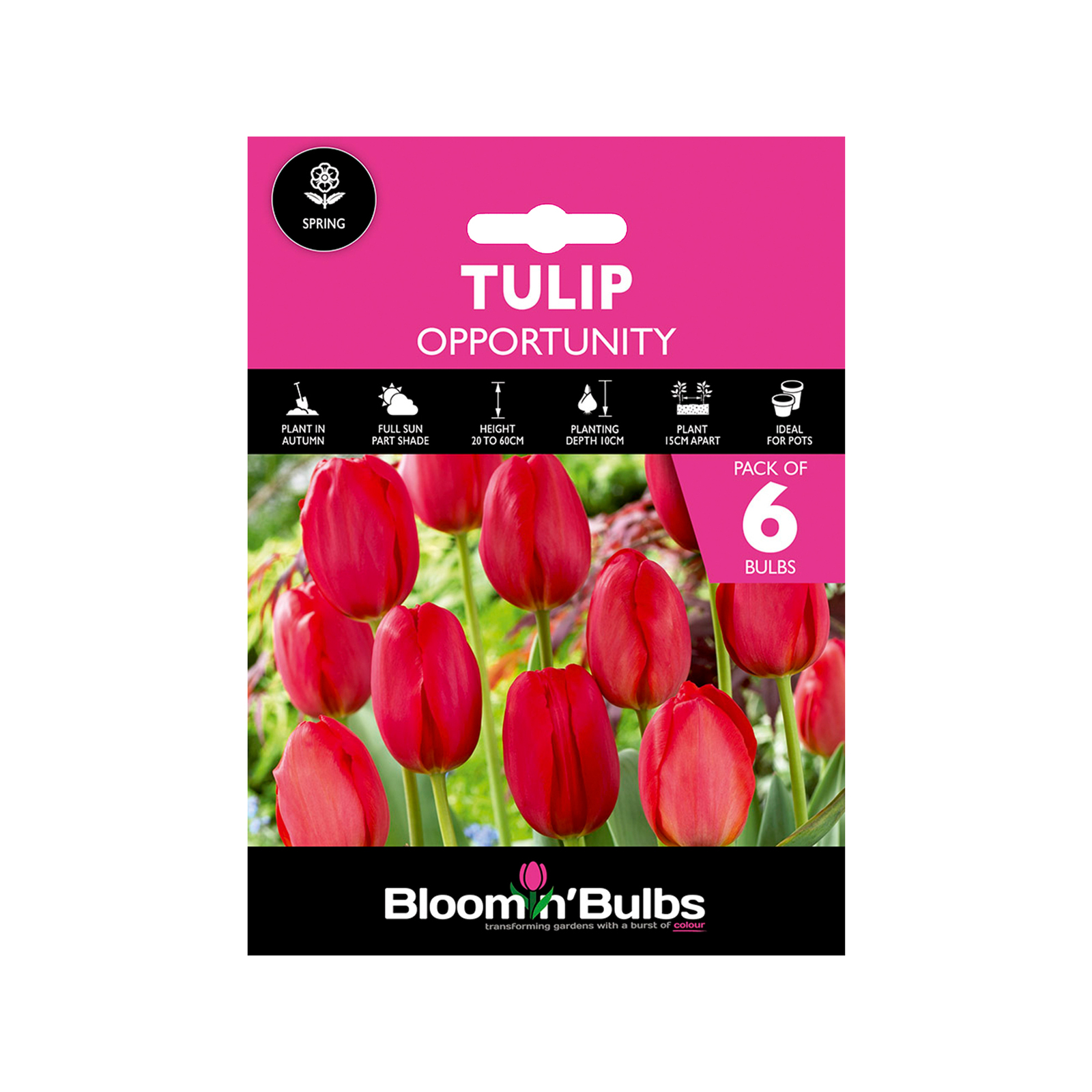 Bloomin' Bulbs Tulip Opportunity Tulipa hybrid 6 Pack Bunnings