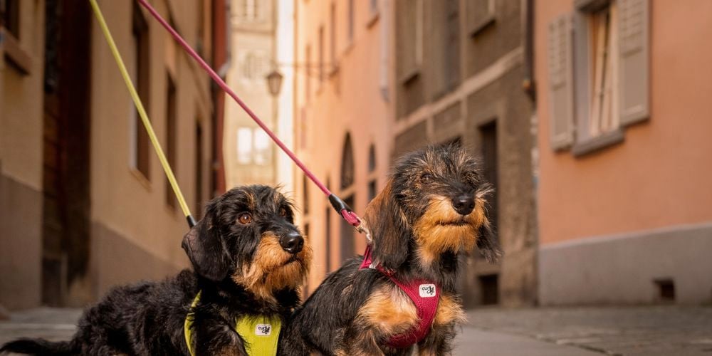 Image of two dogs with a harness and lead in pink and yellow