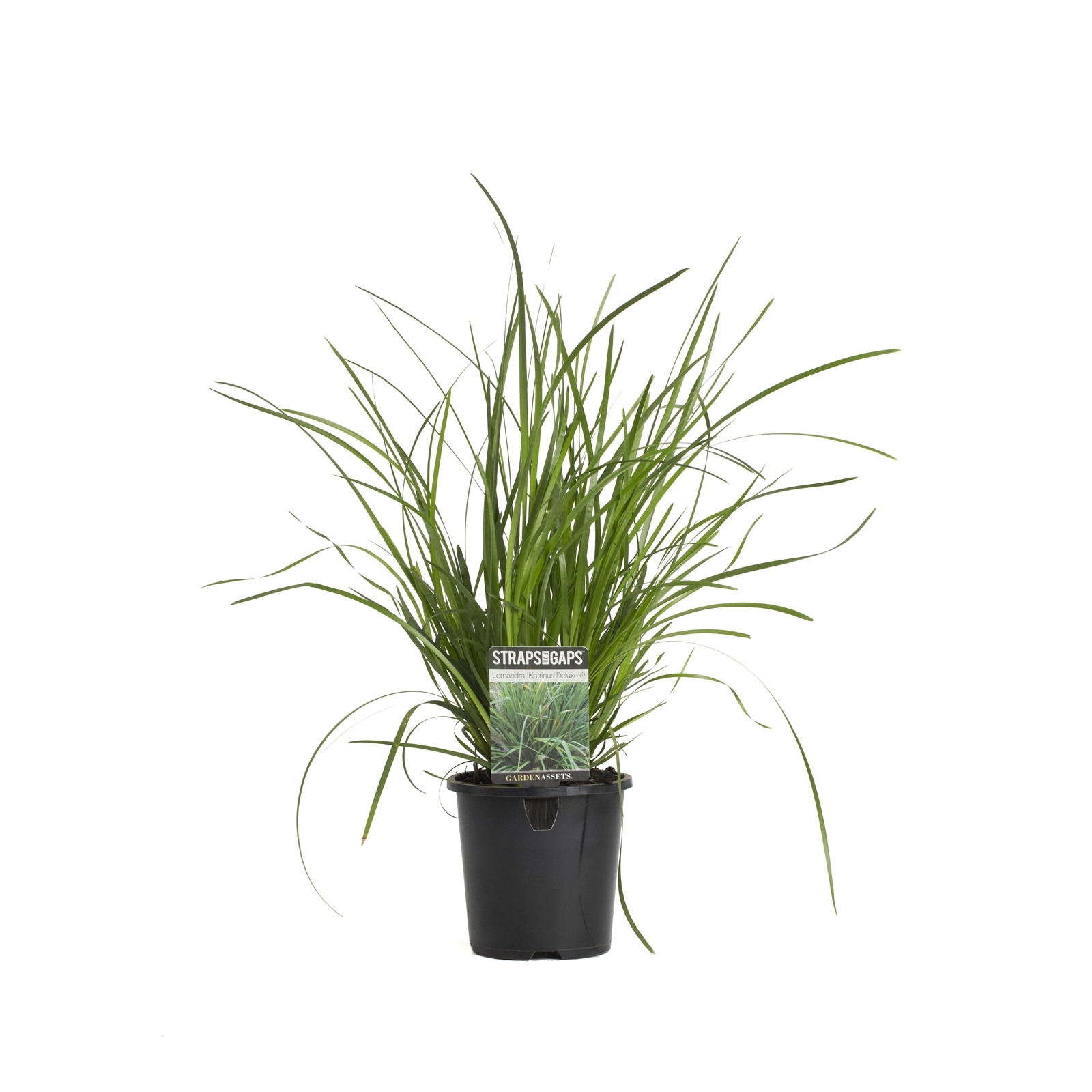 140mm Katrinus Deluxe - Lomandra longifolia - Bunnings Australia