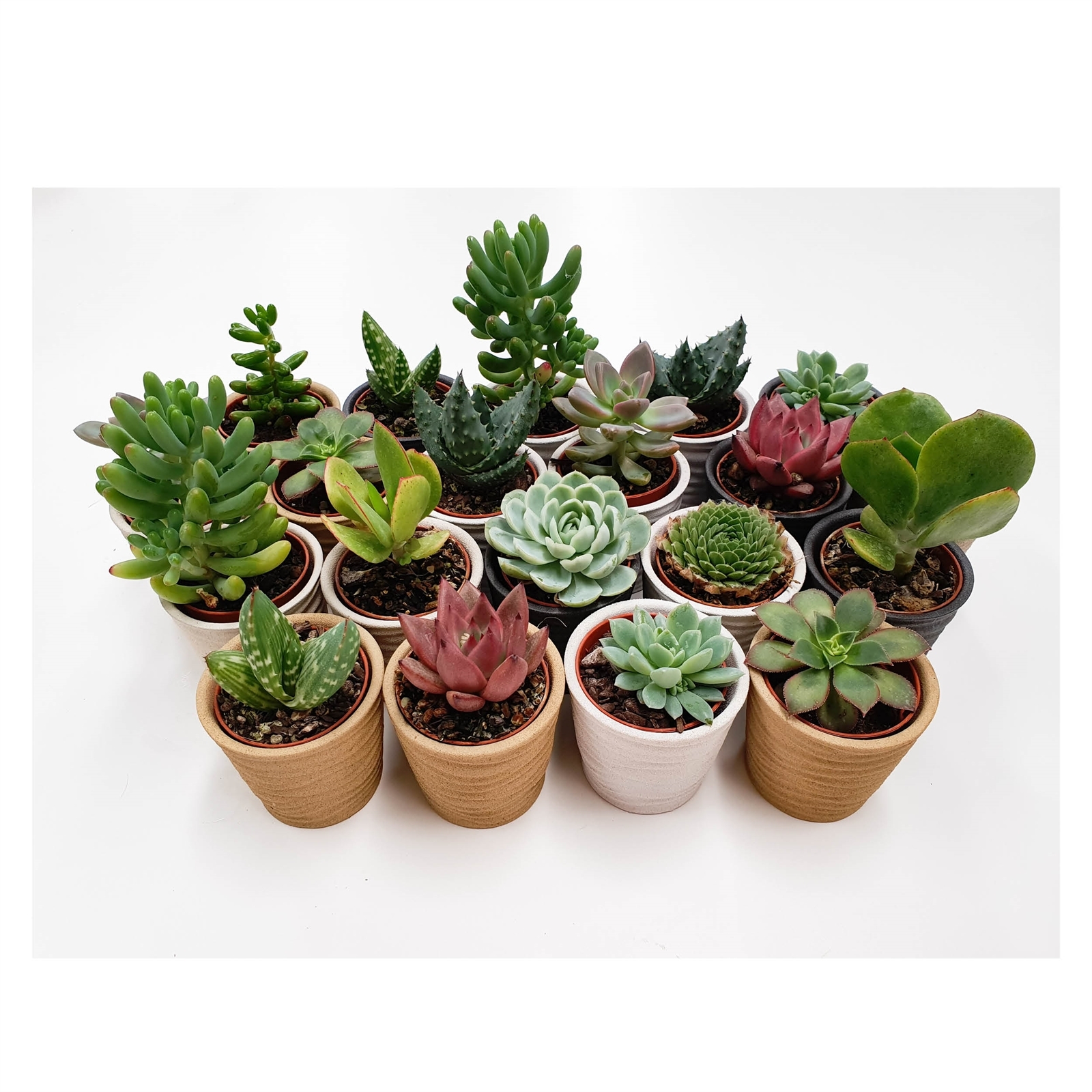 Succulent 5.5cm In Assorted Ceramic Pots Bunnings New Zealand