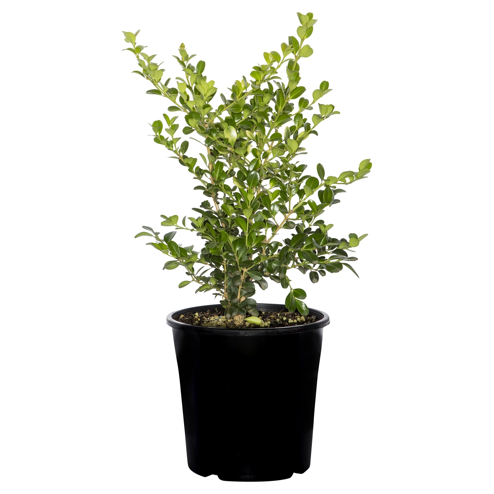 200mm Japanese Box Buxus microphylla Bunnings Australia