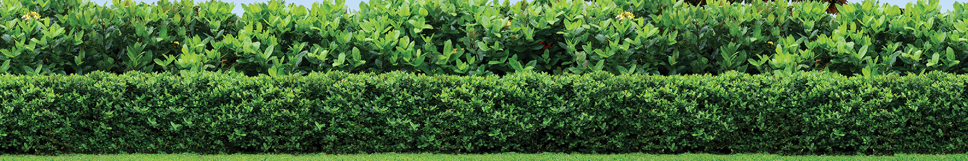 Neatly trimmed grass and hedges.