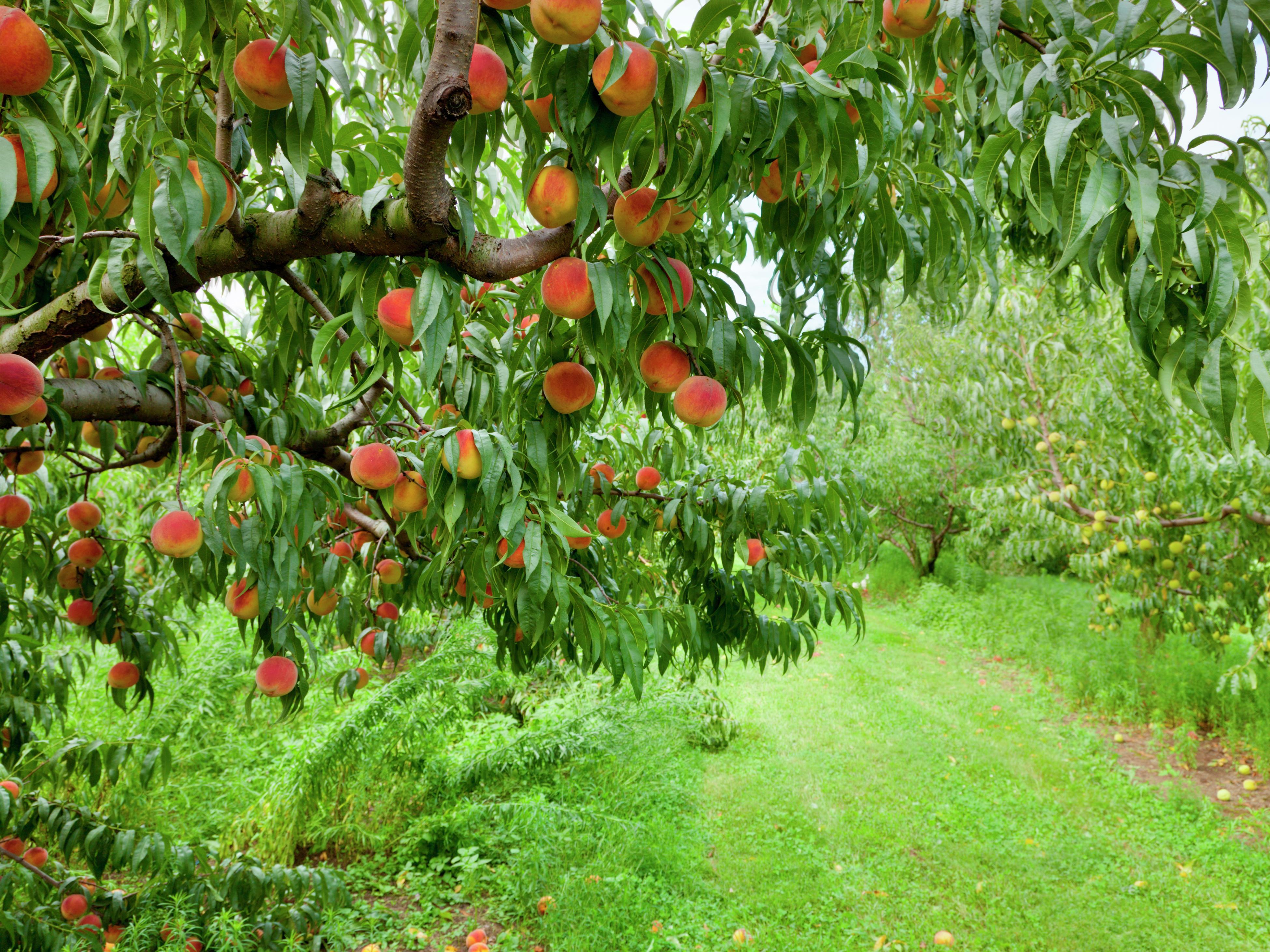 How to Grow a Peach Tree From Seed Indoors